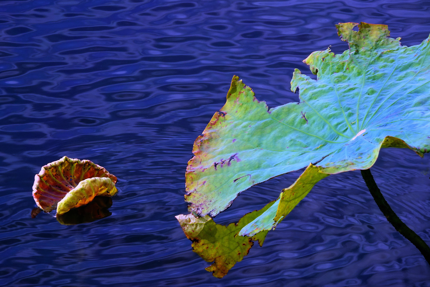 陳永鑑_荷花作品_20250108g.JPG