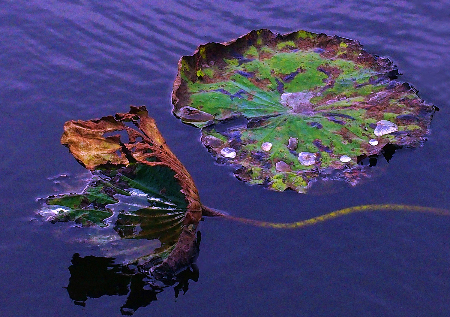 陳永鑑_荷花作品_20250109v.JPG