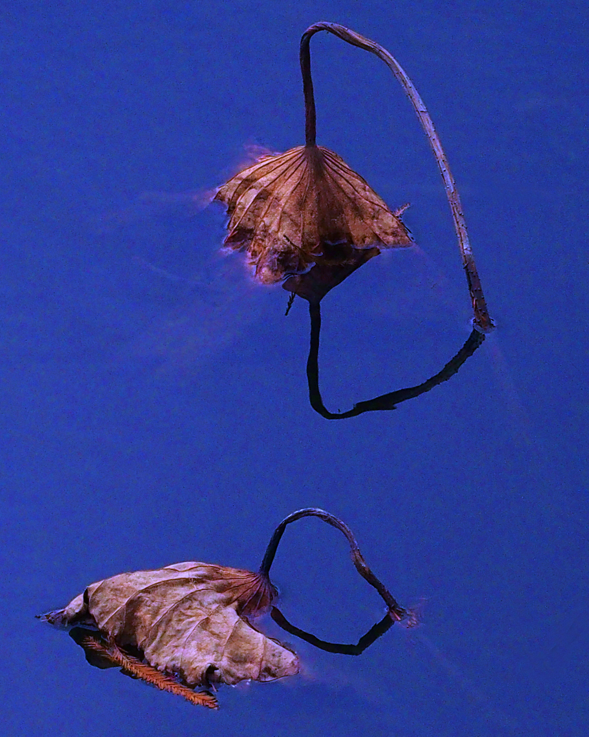 陳永鑑_荷花作品_20250110j.JPG