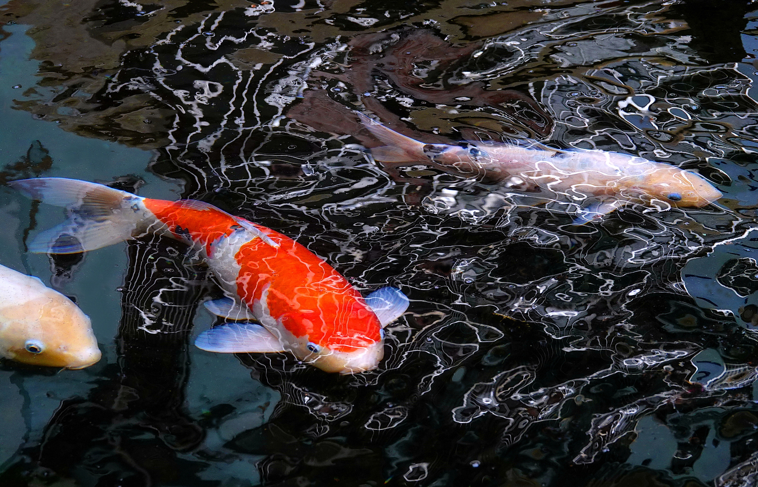 陳永鑑_錦鯉遊緃_20250110l.JPG
