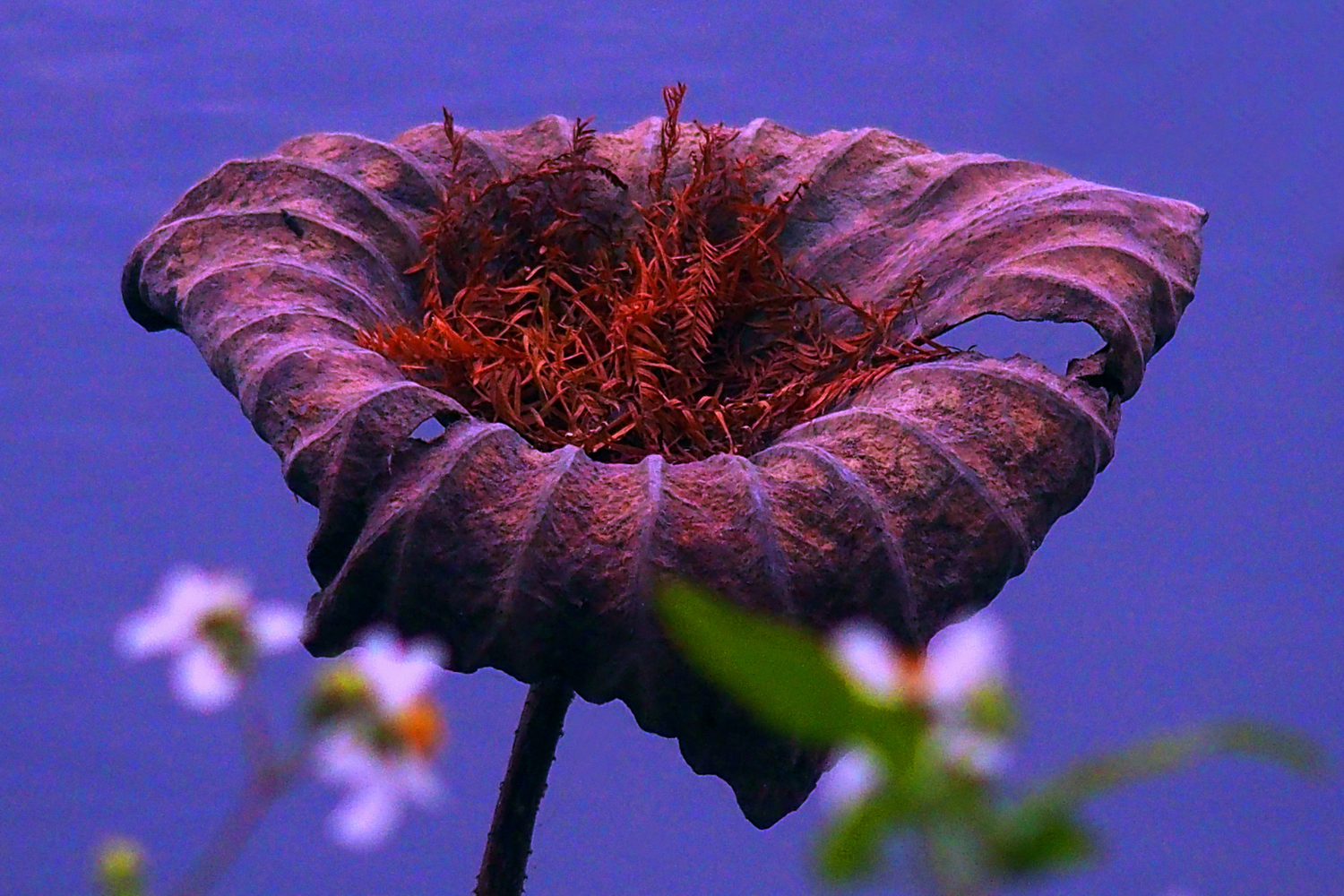 陳永鑑_荷花作品_20250111e.JPG