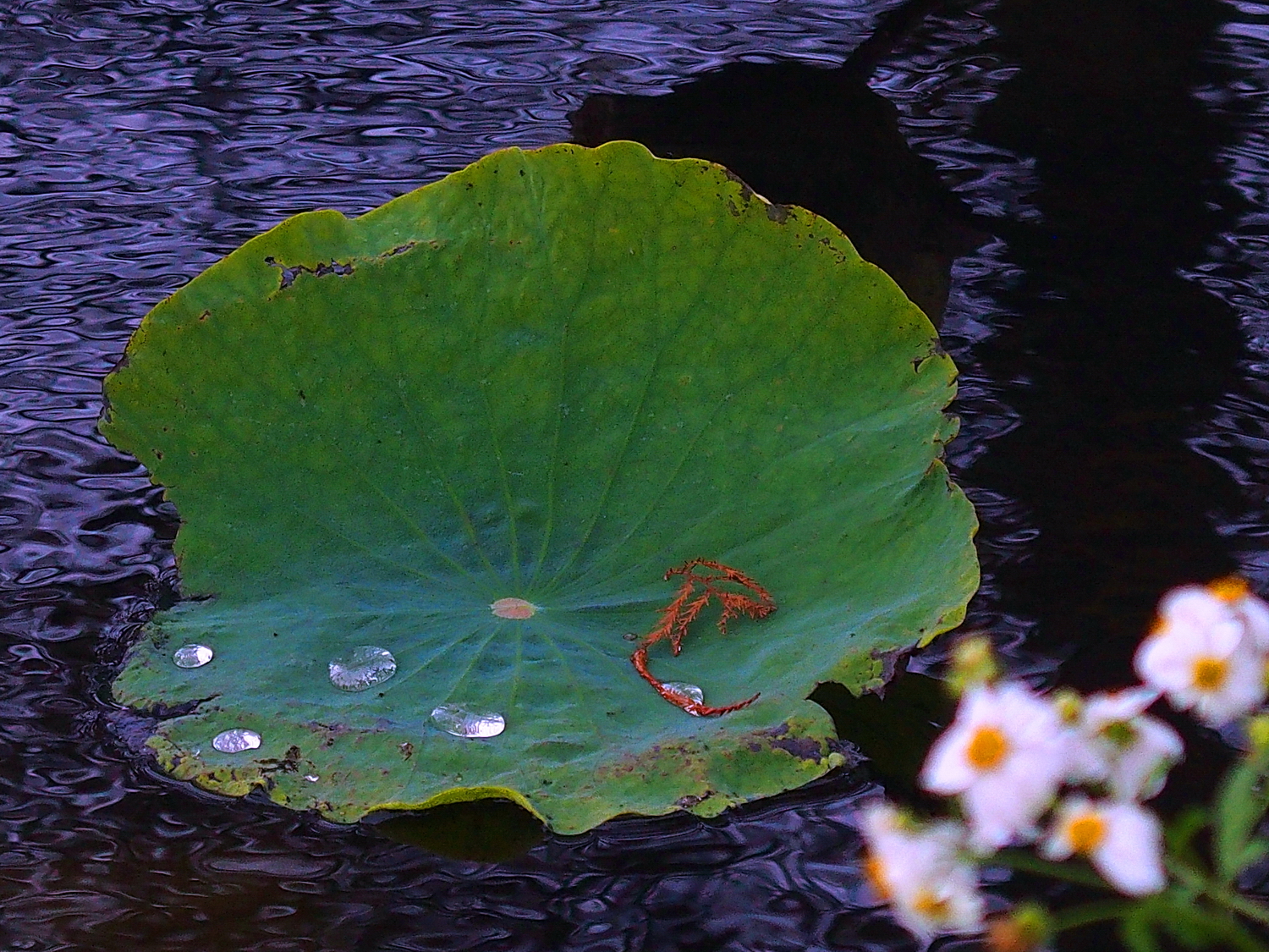 陳永鑑_荷花作品_20250111b.JPG