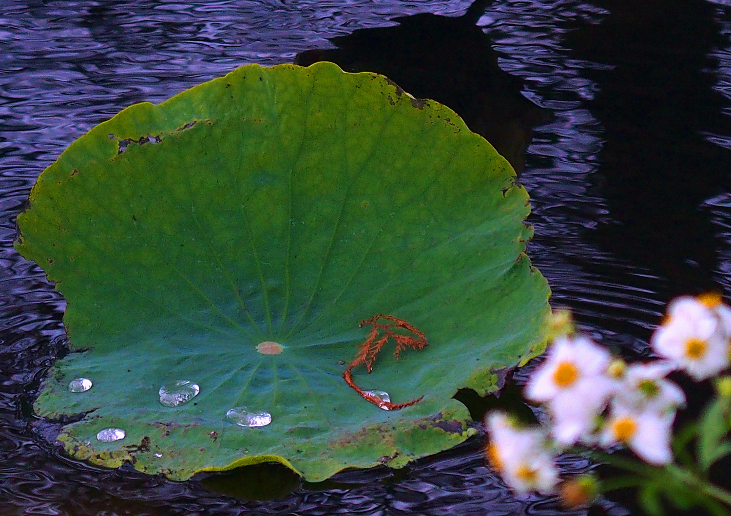陳永鑑_荷花作品_20250111a.JPG