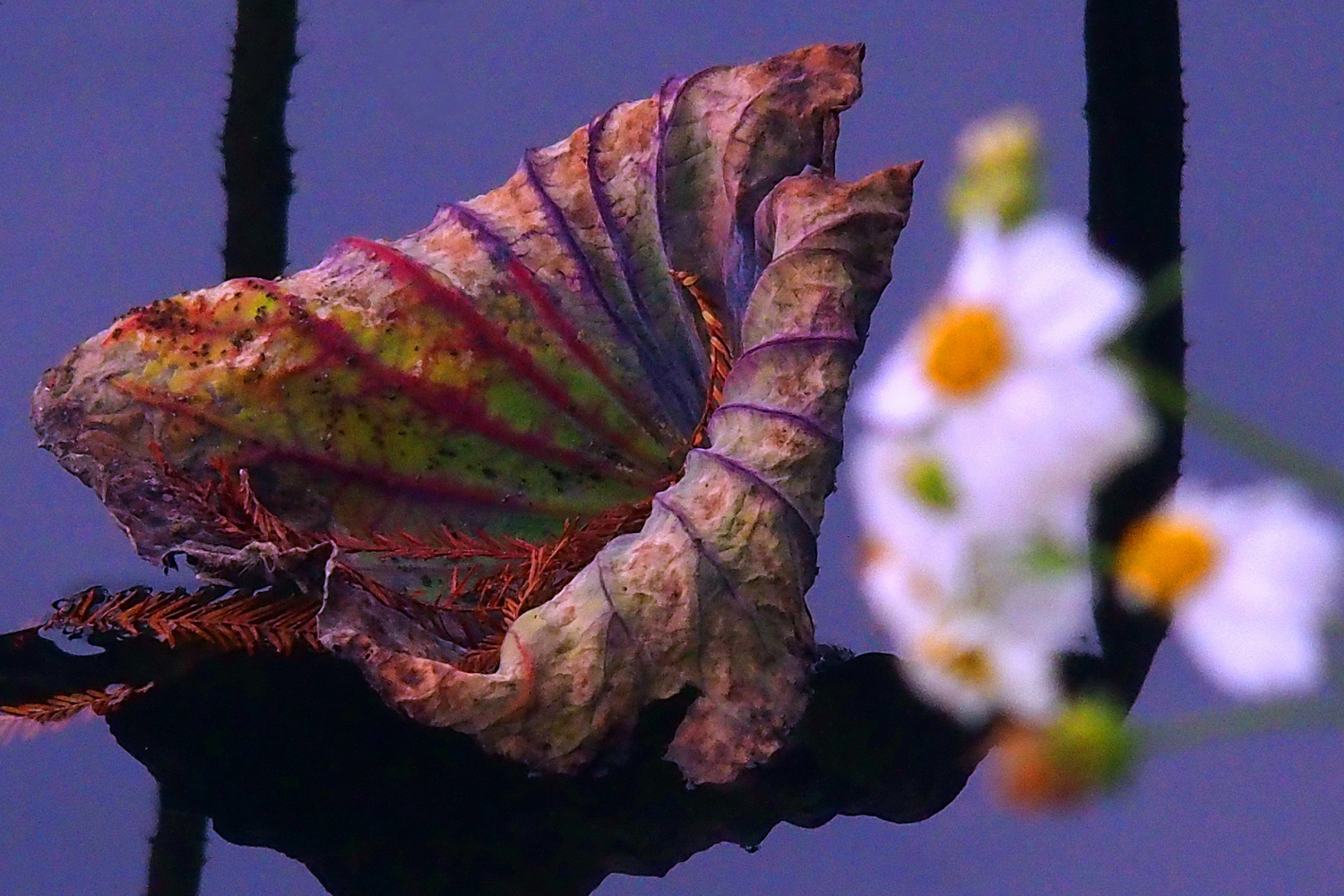 陳永鑑_荷花作品_20250110r.JPG
