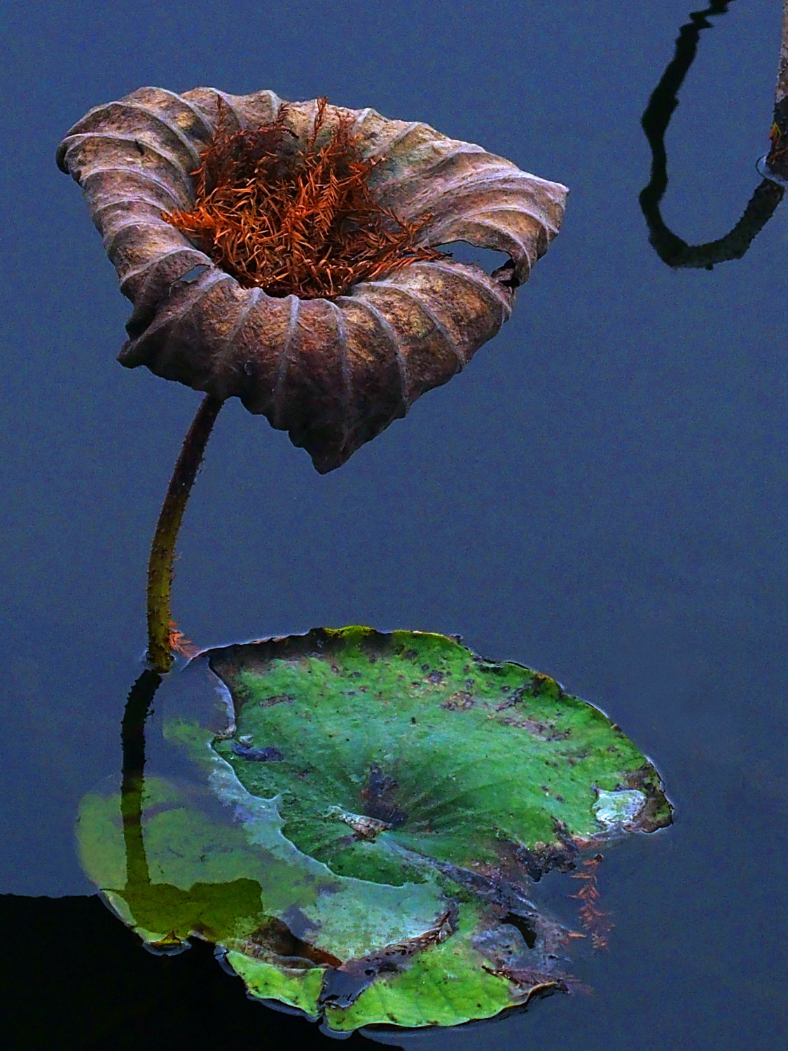 陳永鑑_荷花作品_20250111f.JPG