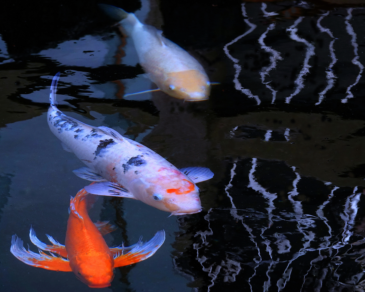 陳永鑑_錦鯉遊緃_20250111a.JPG