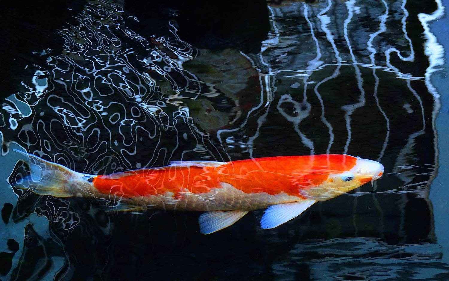 陳永鑑_錦鯉遊緃_20250113d.JPG