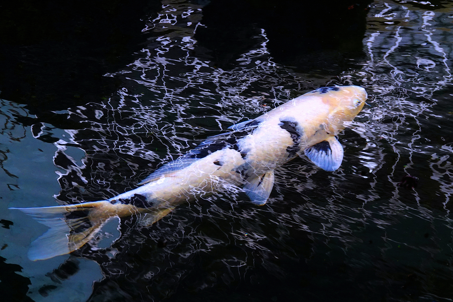 陳永鑑_錦鯉遊緃_20250113c.JPG