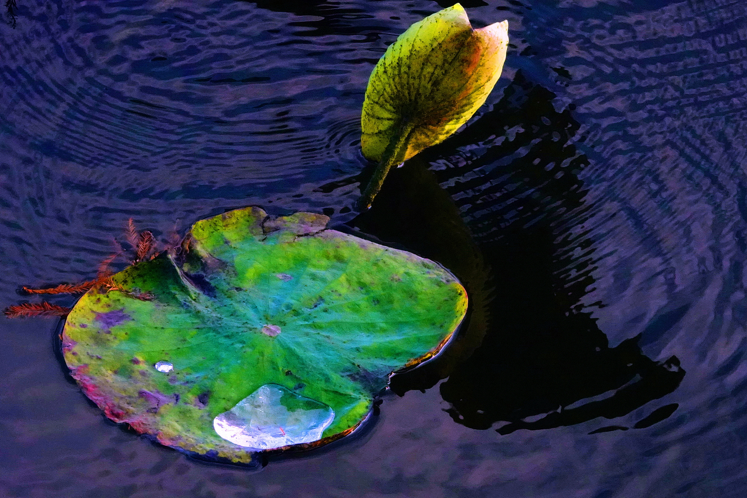 陳永鑑_荷花作品_20250112k.JPG
