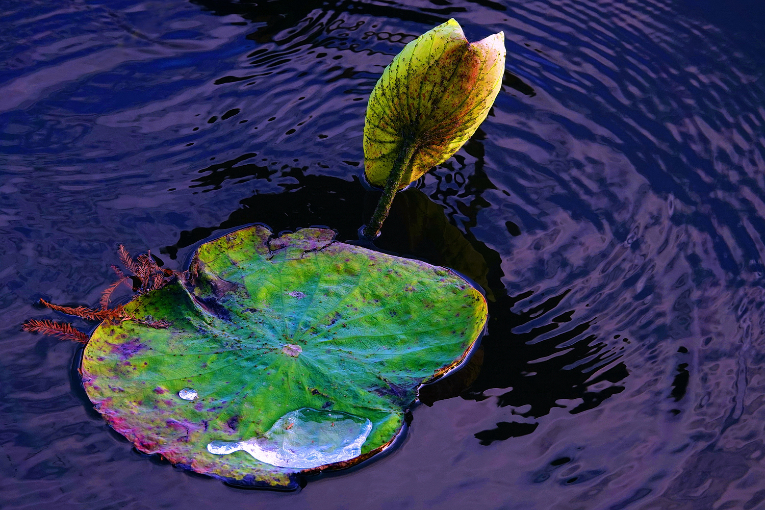 陳永鑑_荷花作品_20250112j.JPG