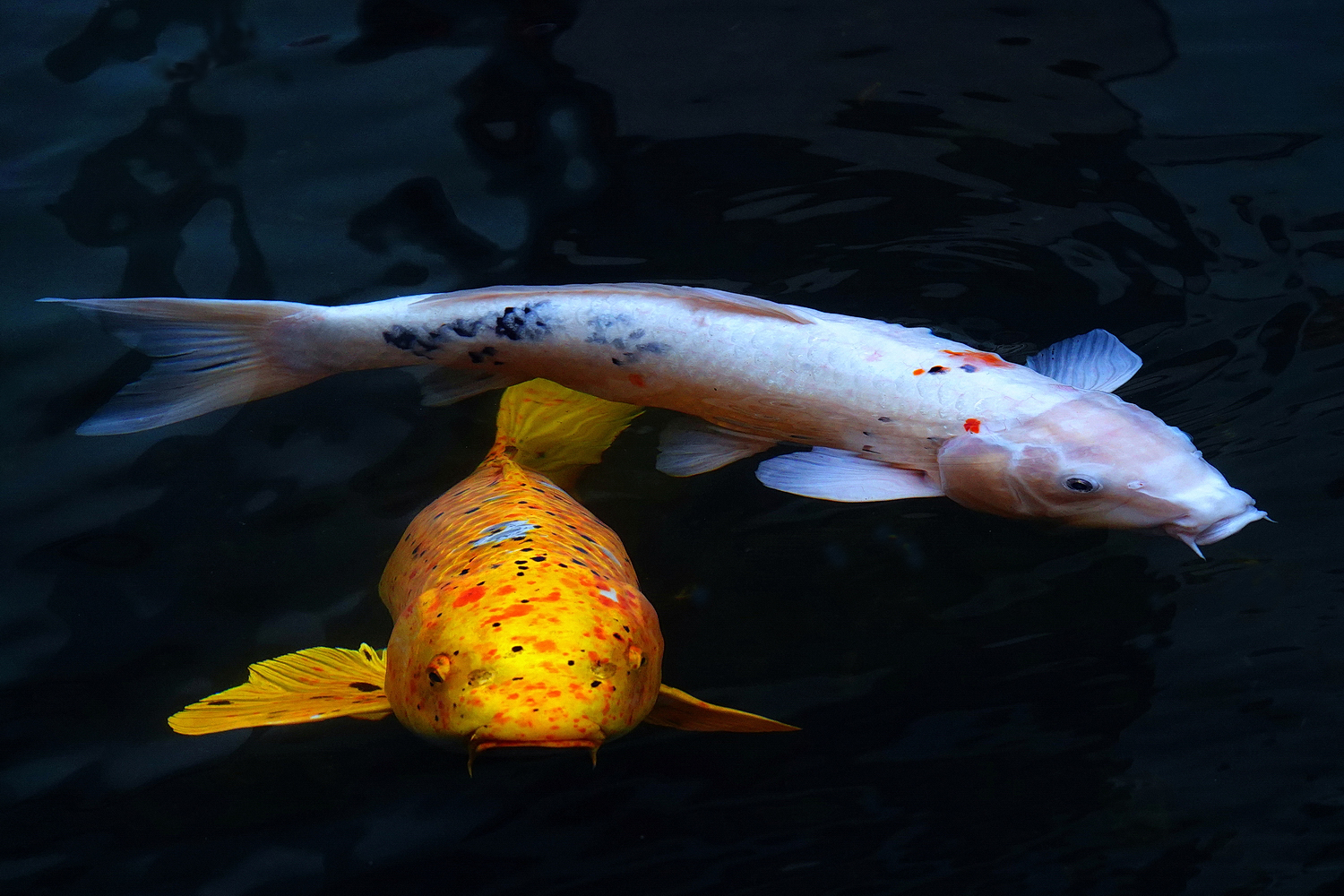 陳永鑑_錦鯉遊緃_20250114h.JPG