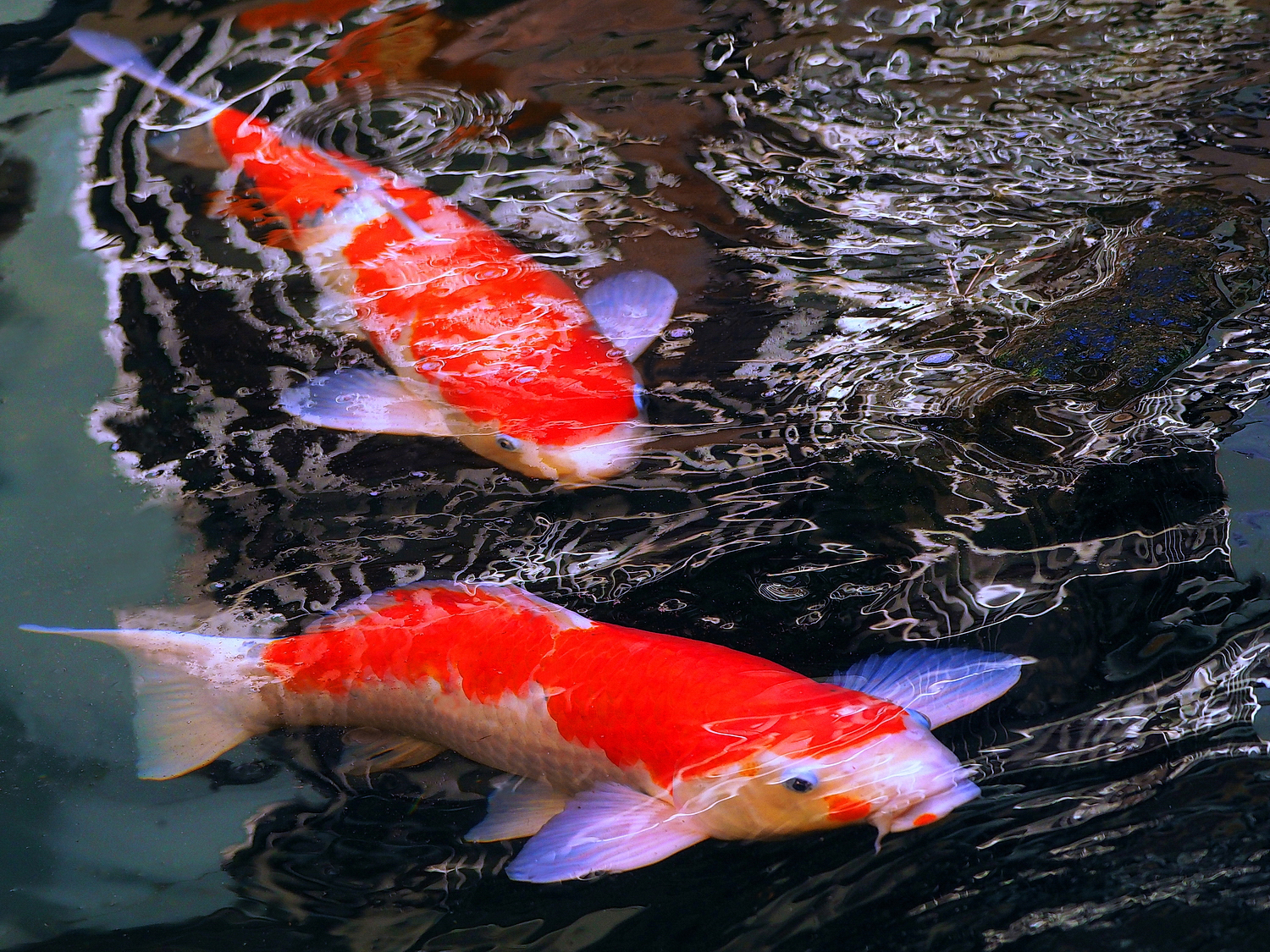 陳永鑑_錦鯉遊緃_20250116c.JPG