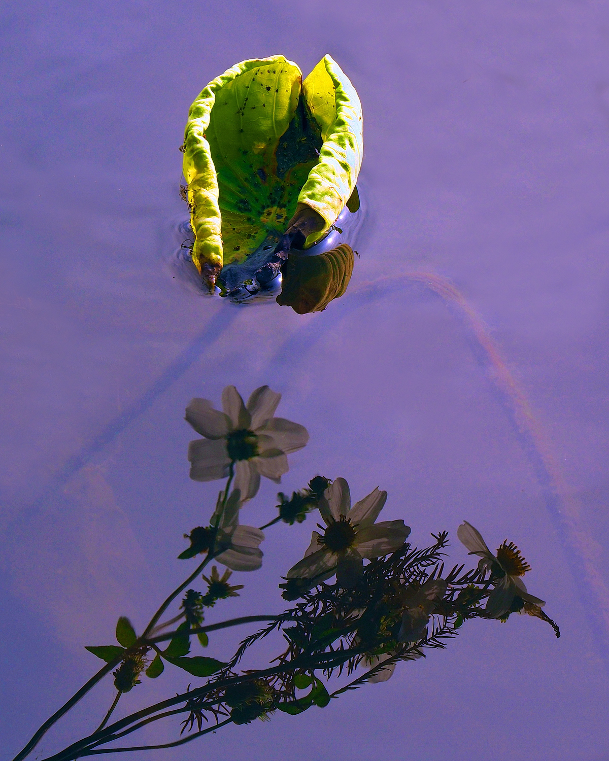 陳永鑑_荷花作品_20250115b.JPG