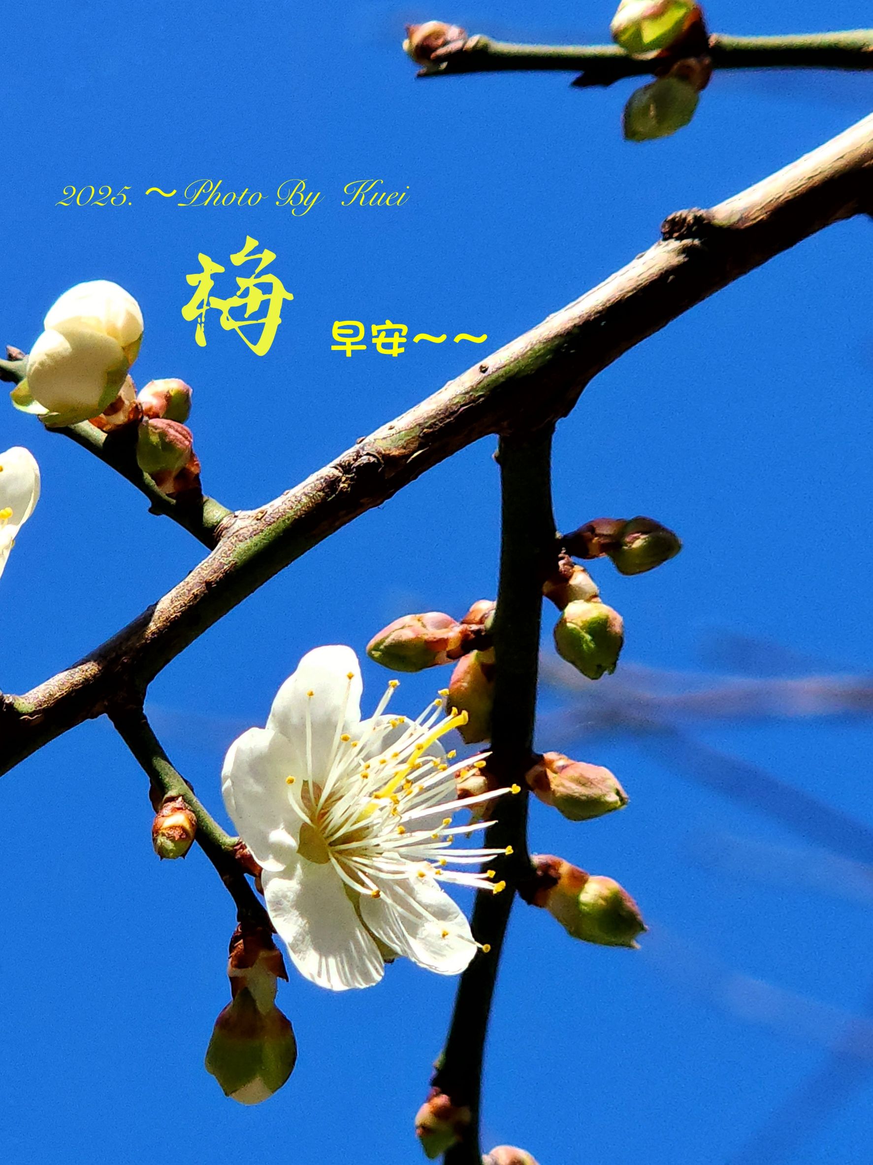 林於貴早安作品20250117.jpg