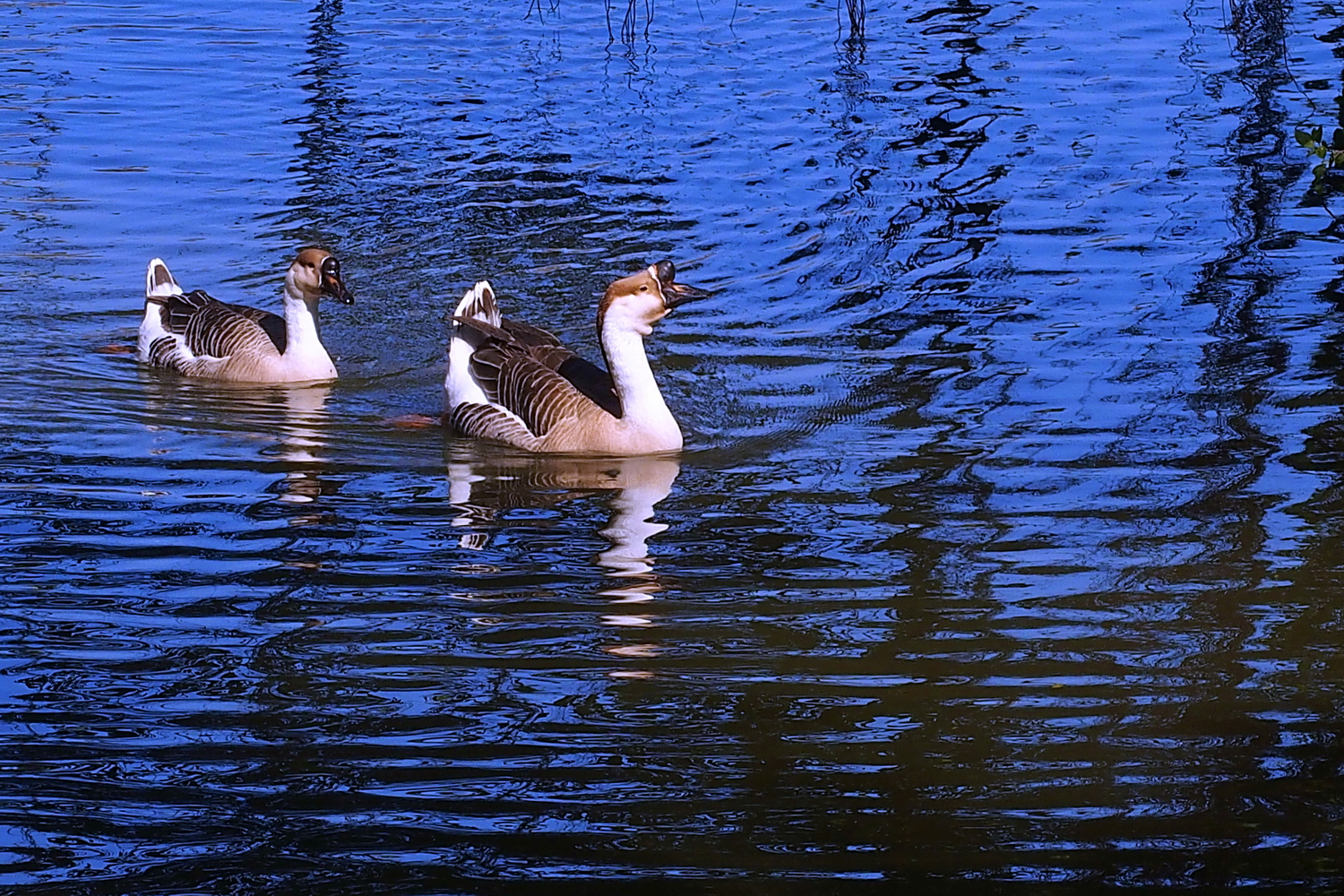 陳永鑑_悠遊水上20250120f.JPG