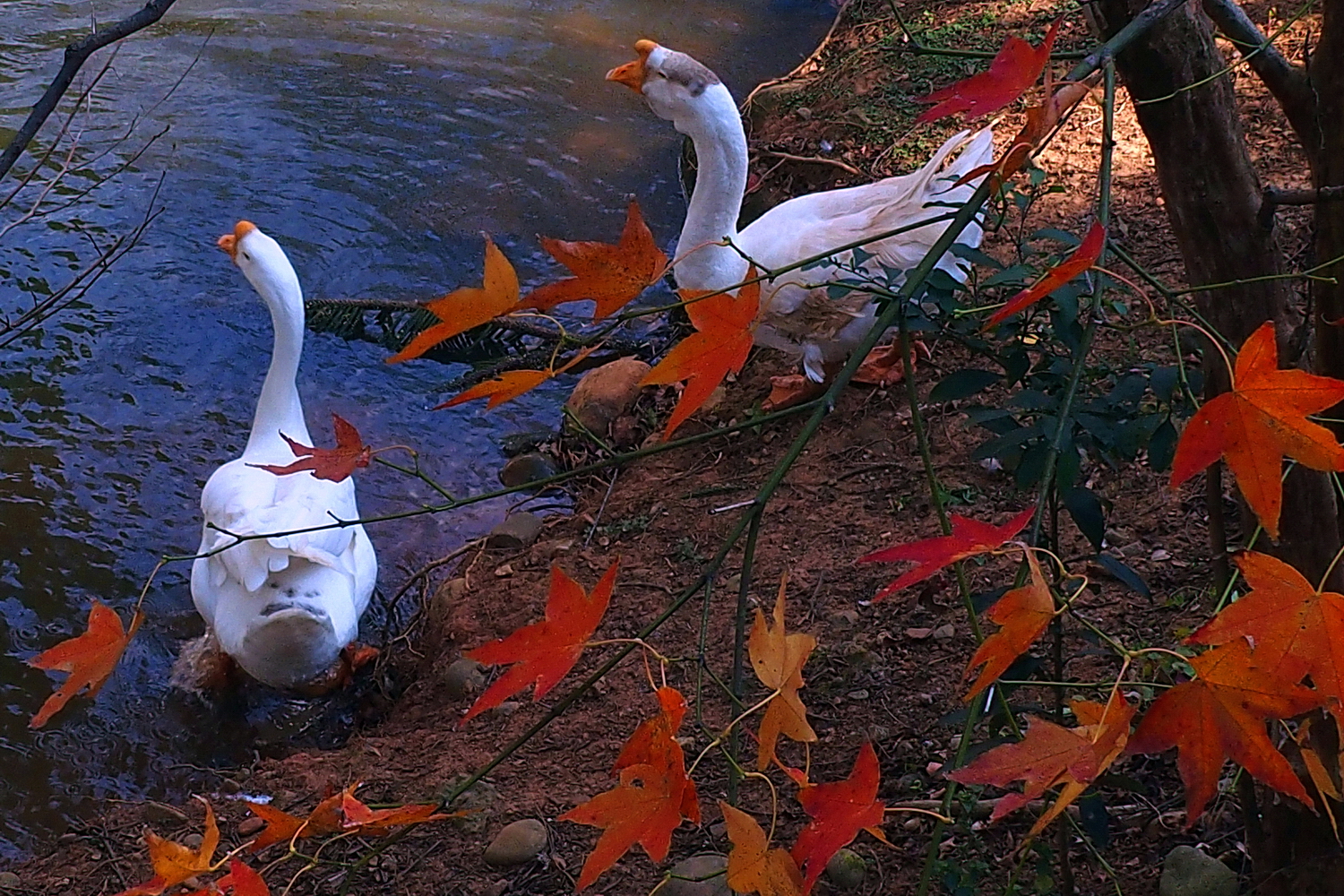 陳永鑑_悠遊水上20250120a.JPG