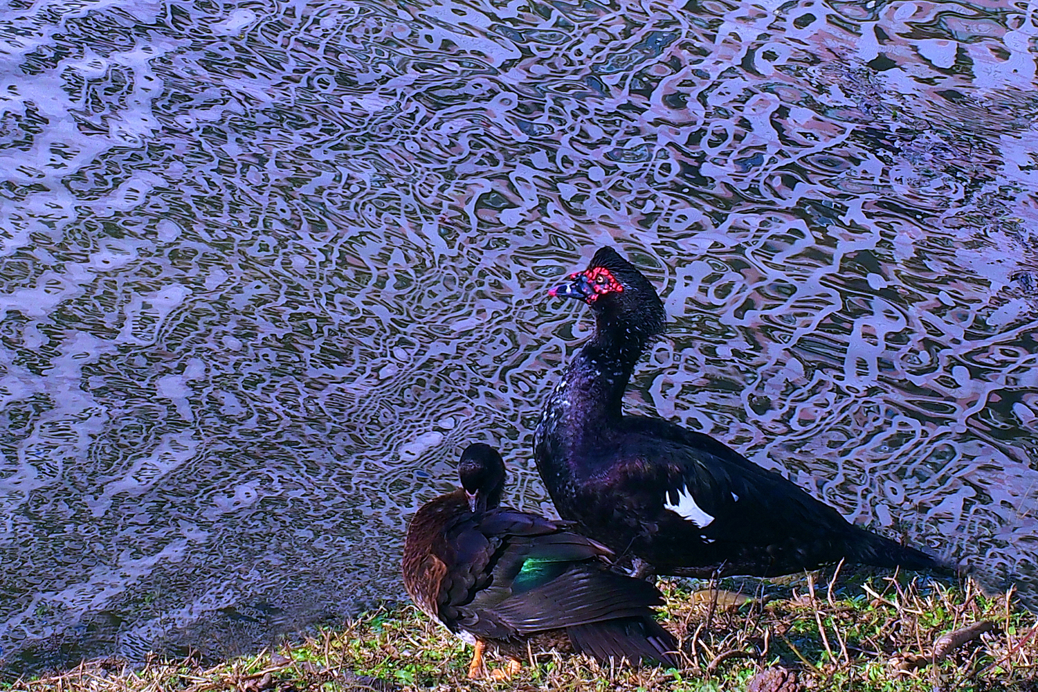 陳永鑑_悠遊水上20250121b.JPG
