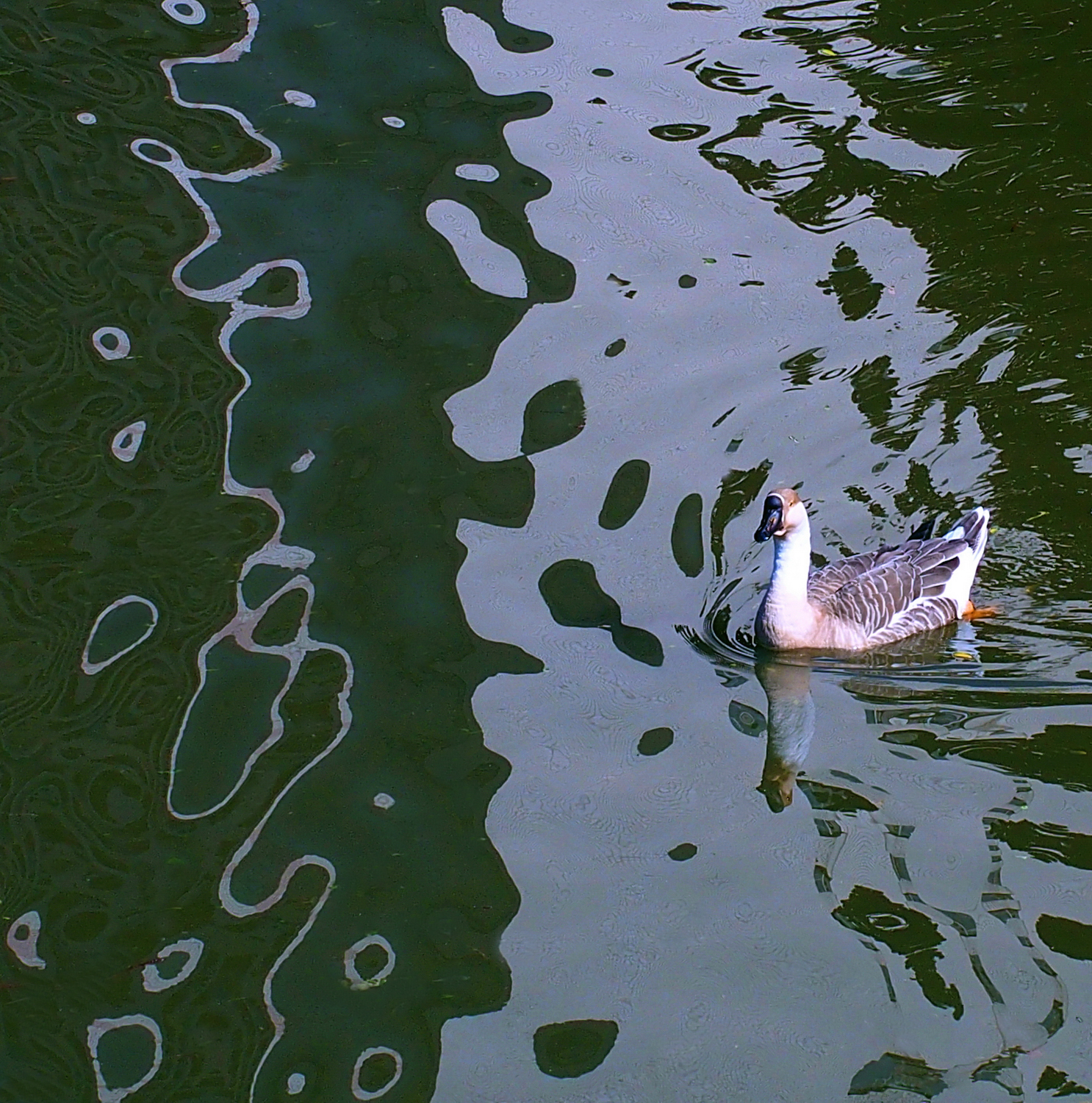 陳永鑑_悠遊水上20250120j.JPG