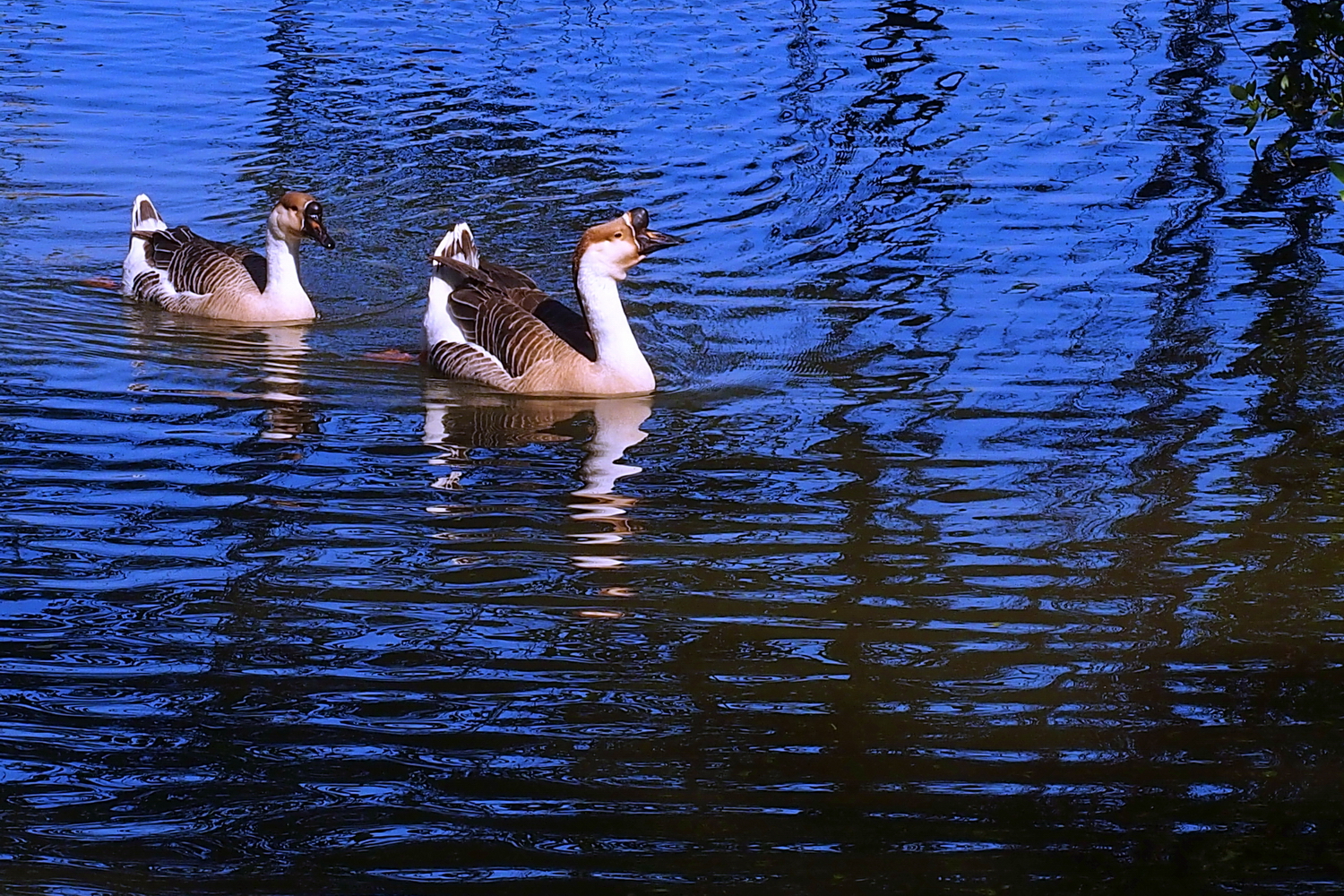 陳永鑑_悠遊水上20250120g.JPG