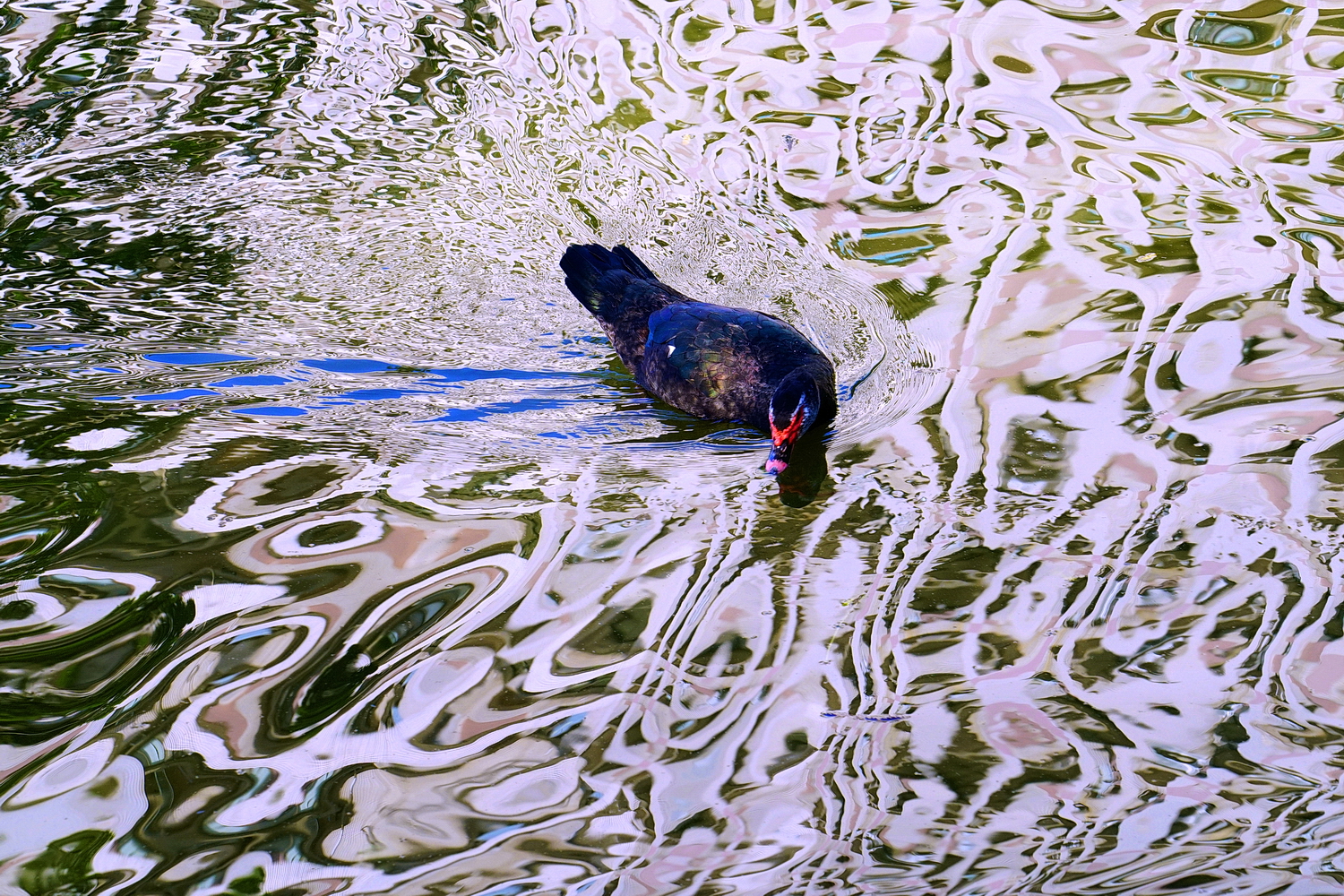 陳永鑑_悠遊水上20250122c.JPG