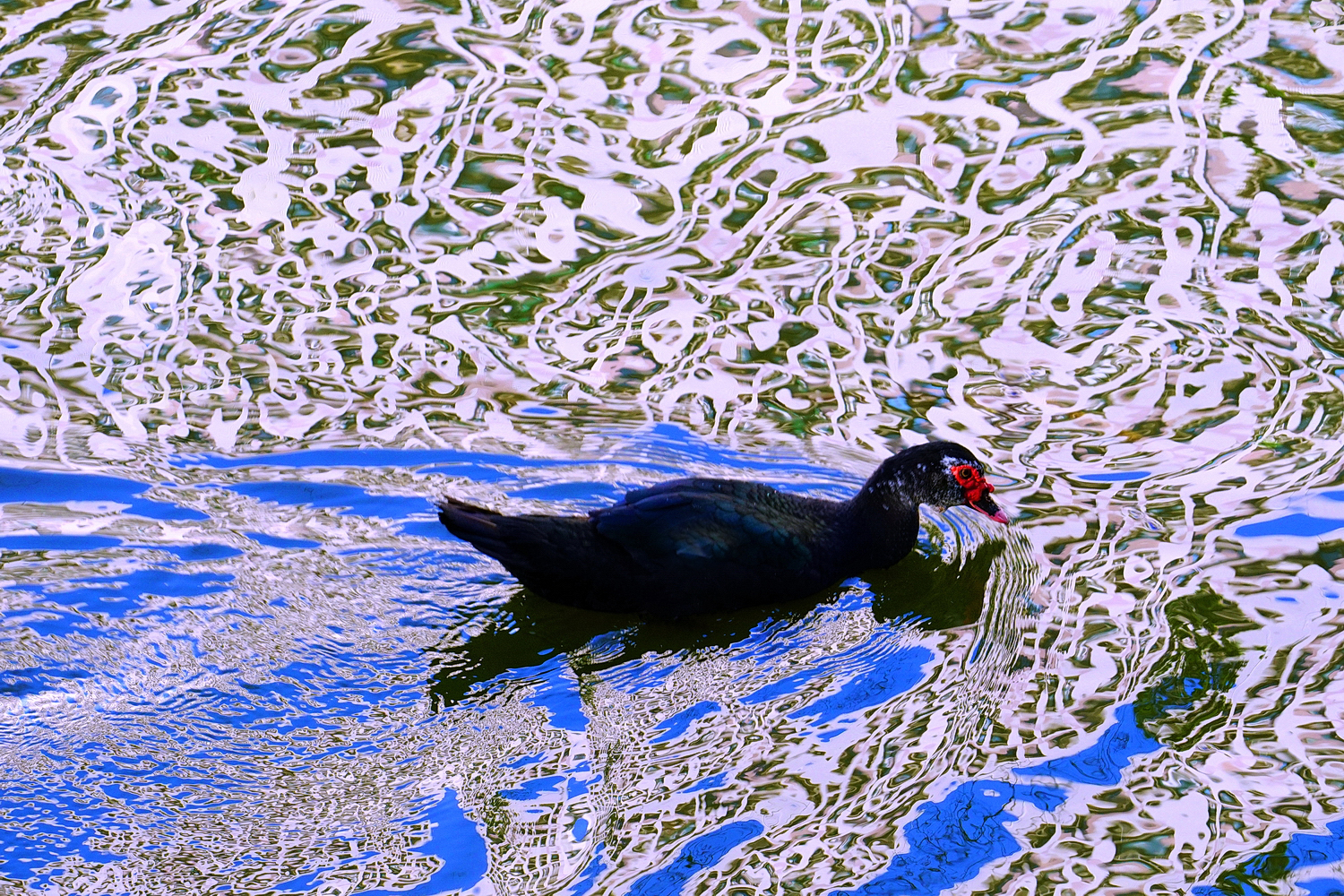 陳永鑑_悠遊水上20250121e.JPG