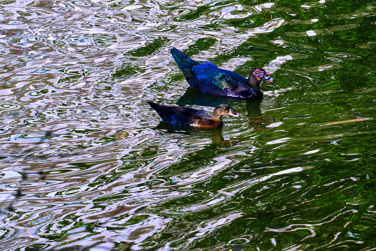 陳永鑑_悠遊水上20250122h.JPG