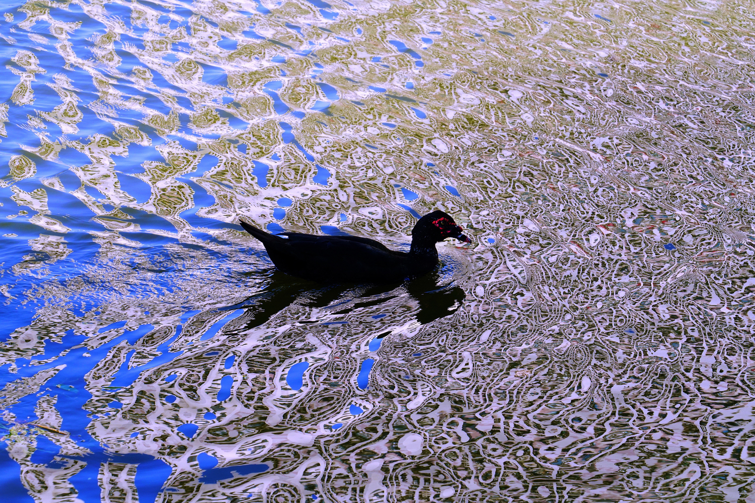 陳永鑑_悠遊水上20250122g.JPG