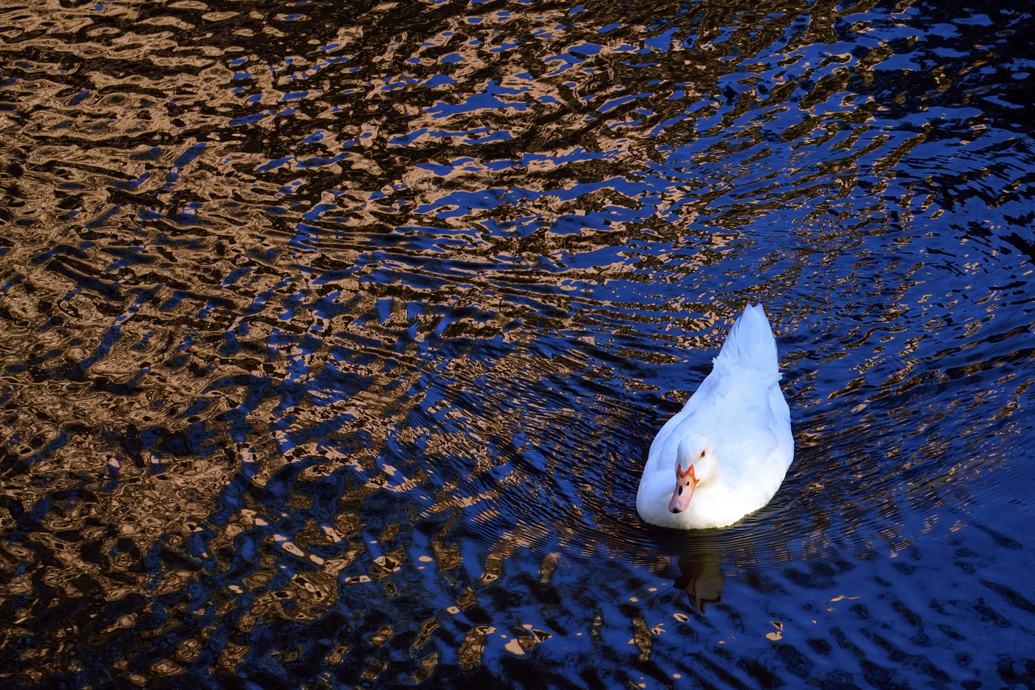 陳永鑑_悠遊水上20250122m.JPG