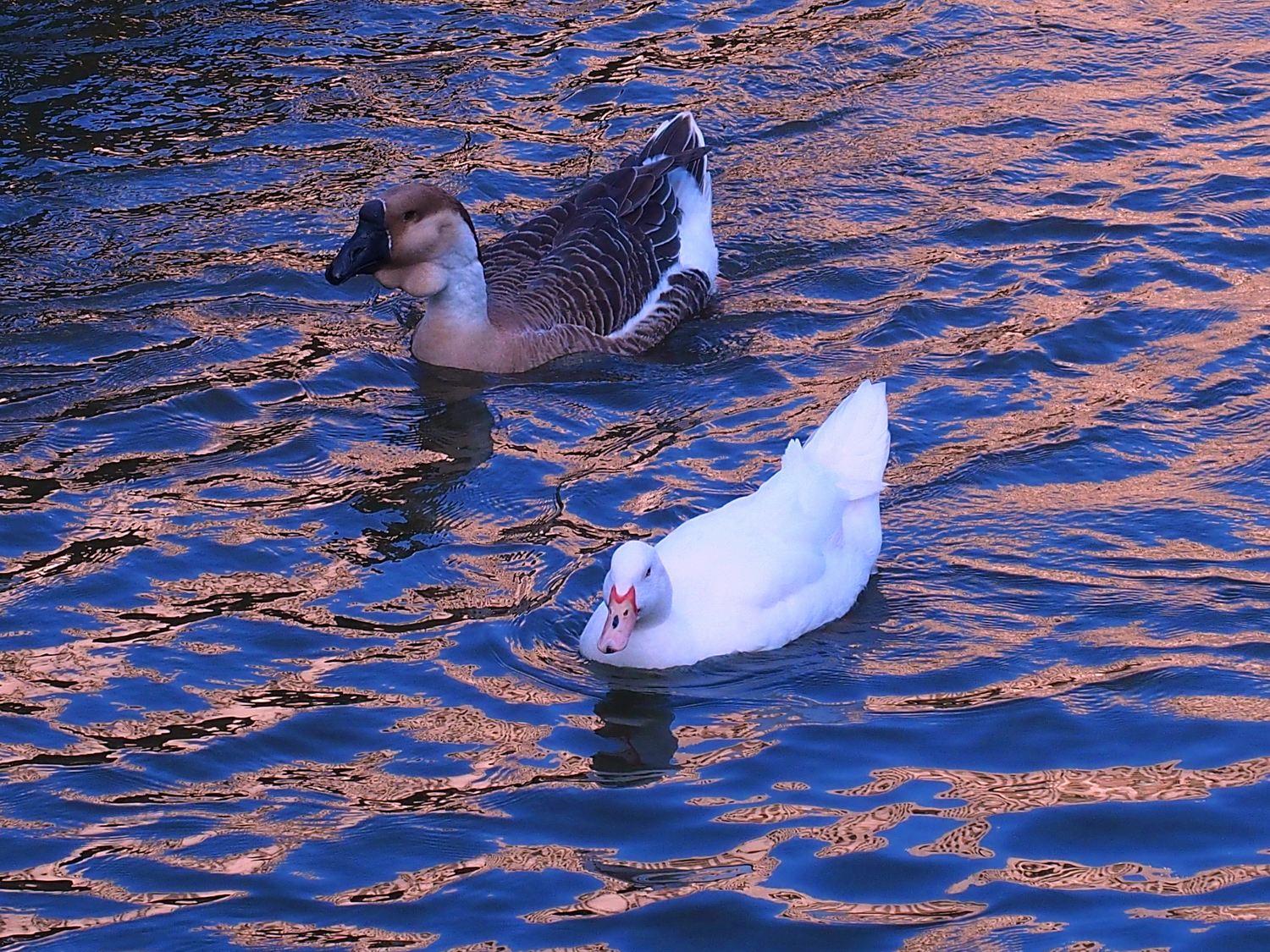 陳永鑑_悠遊水上20250123g.JPG