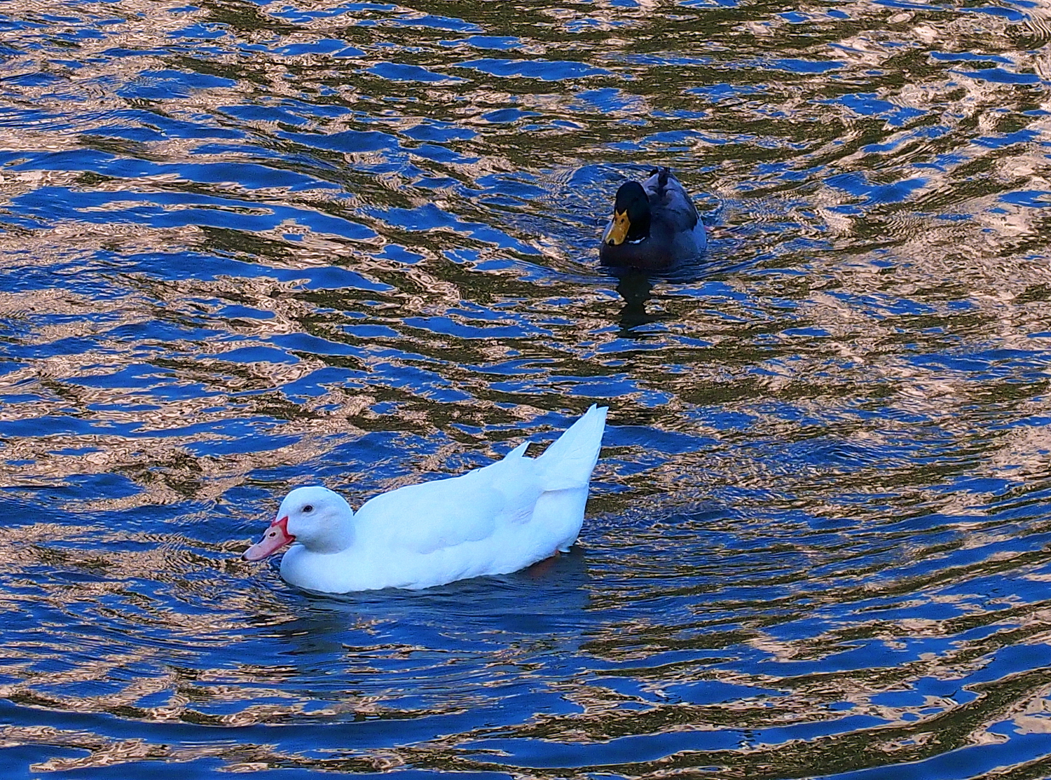 陳永鑑_悠遊水上20250123e.JPG