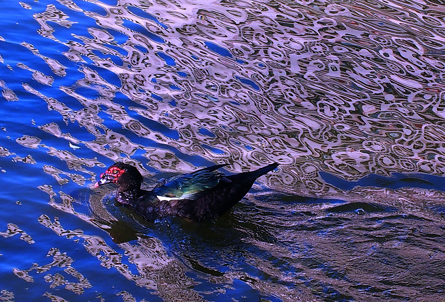 陳永鑑_悠遊水上20250123d.JPG