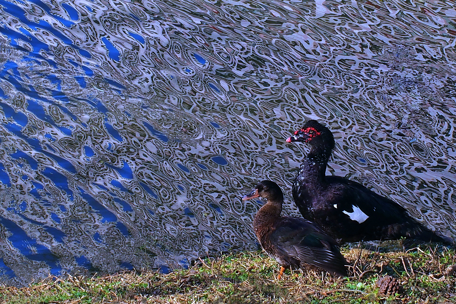 陳永鑑_悠遊水上20250123c.JPG