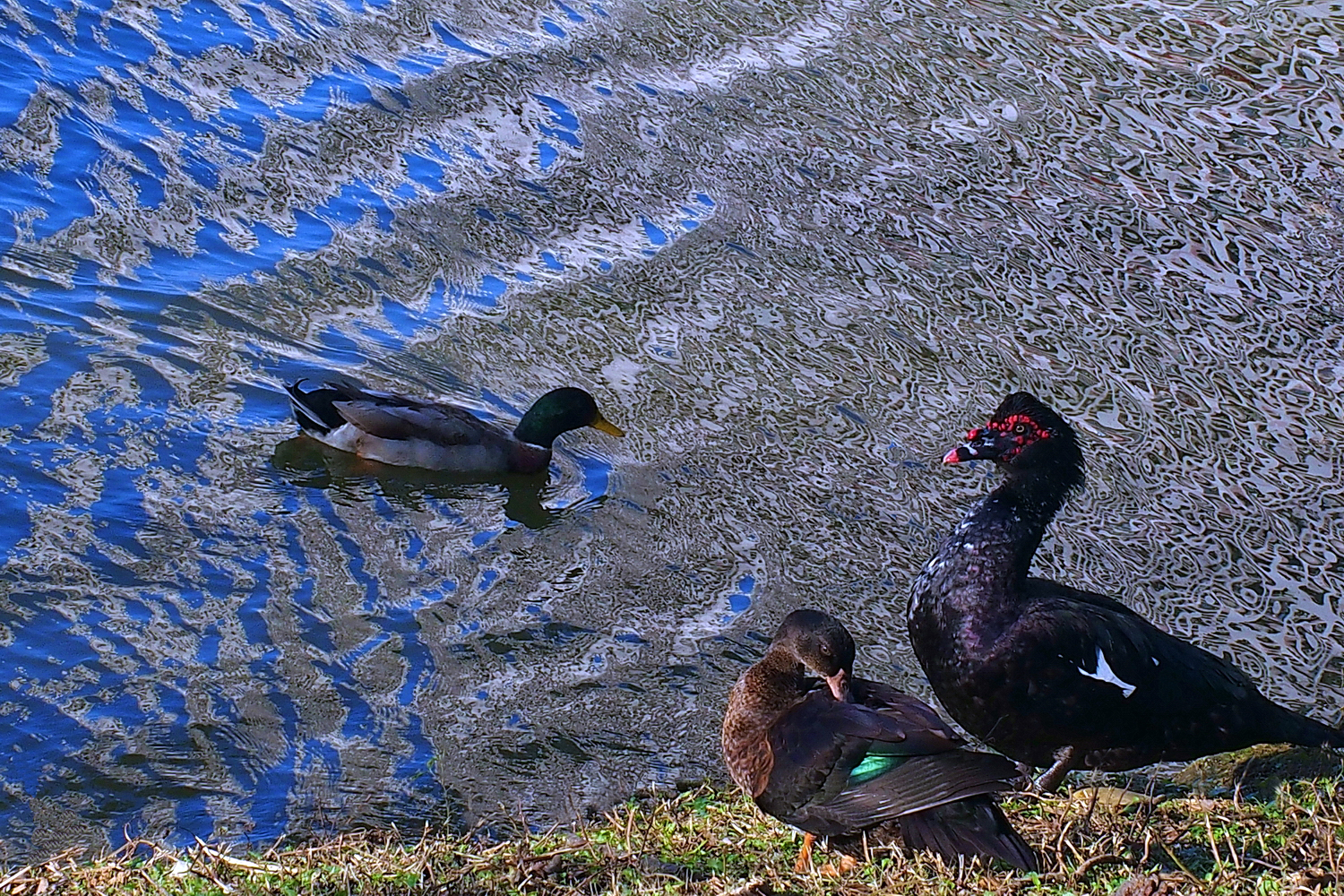 陳永鑑_悠遊水上20250123b.JPG