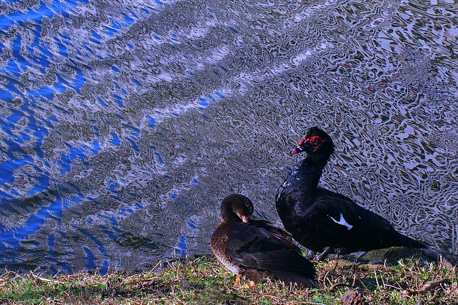陳永鑑_悠遊水上20250123a.JPG