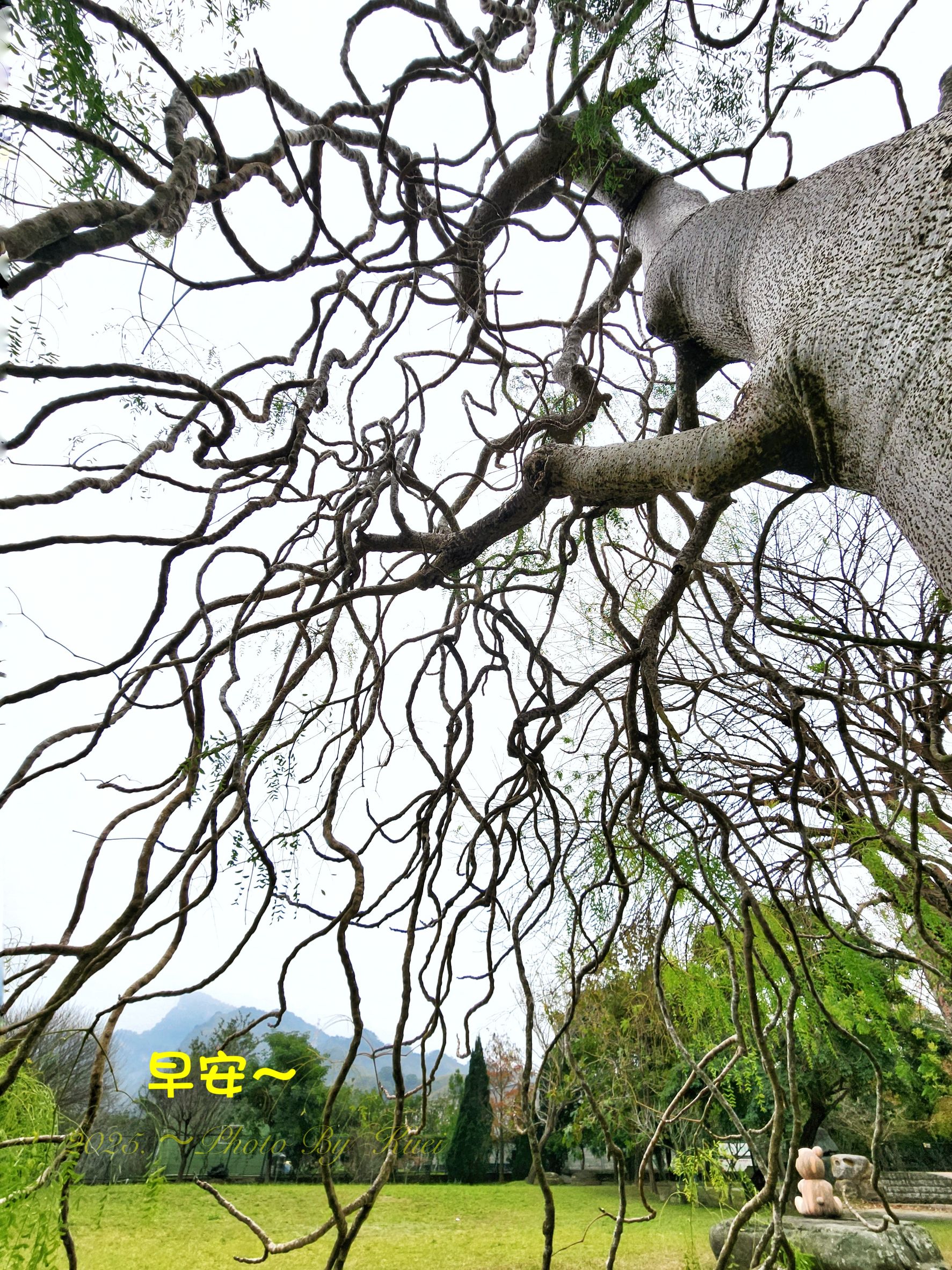 林於貴早安作品20250120.jpg