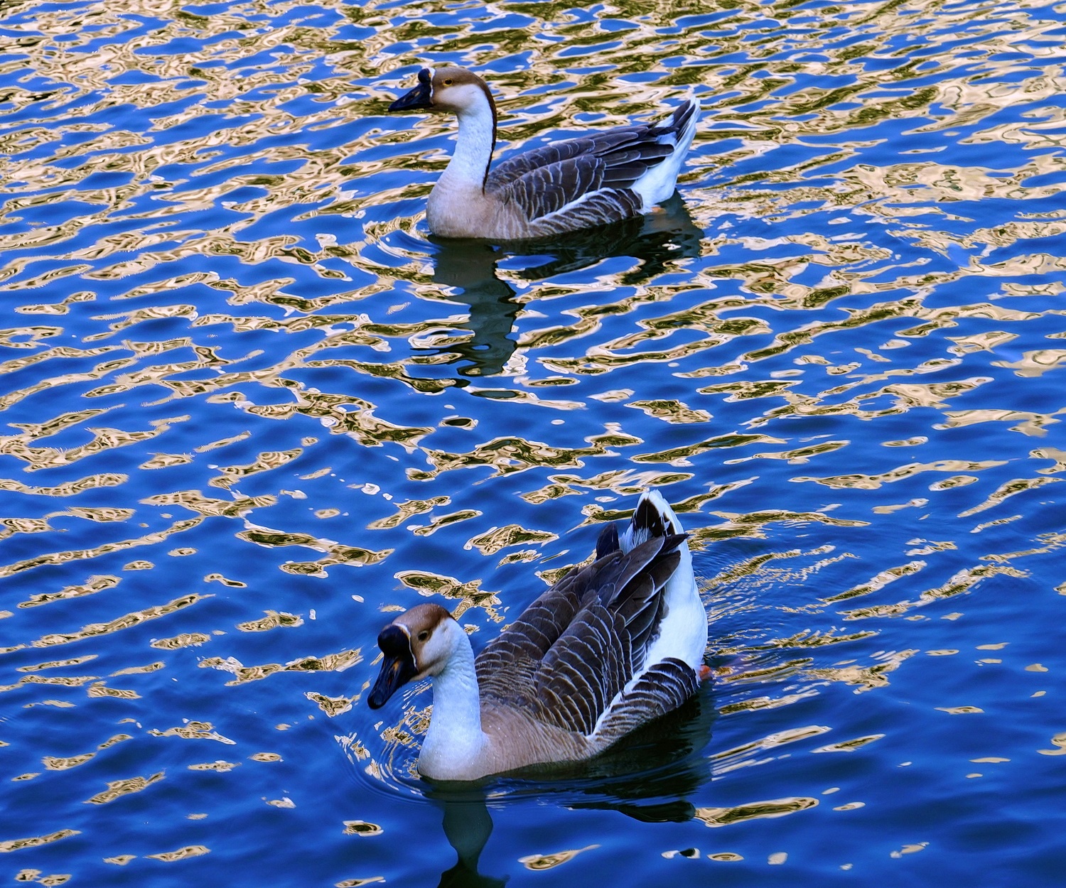 陳永鑑_悠遊水上20250125c.JPG