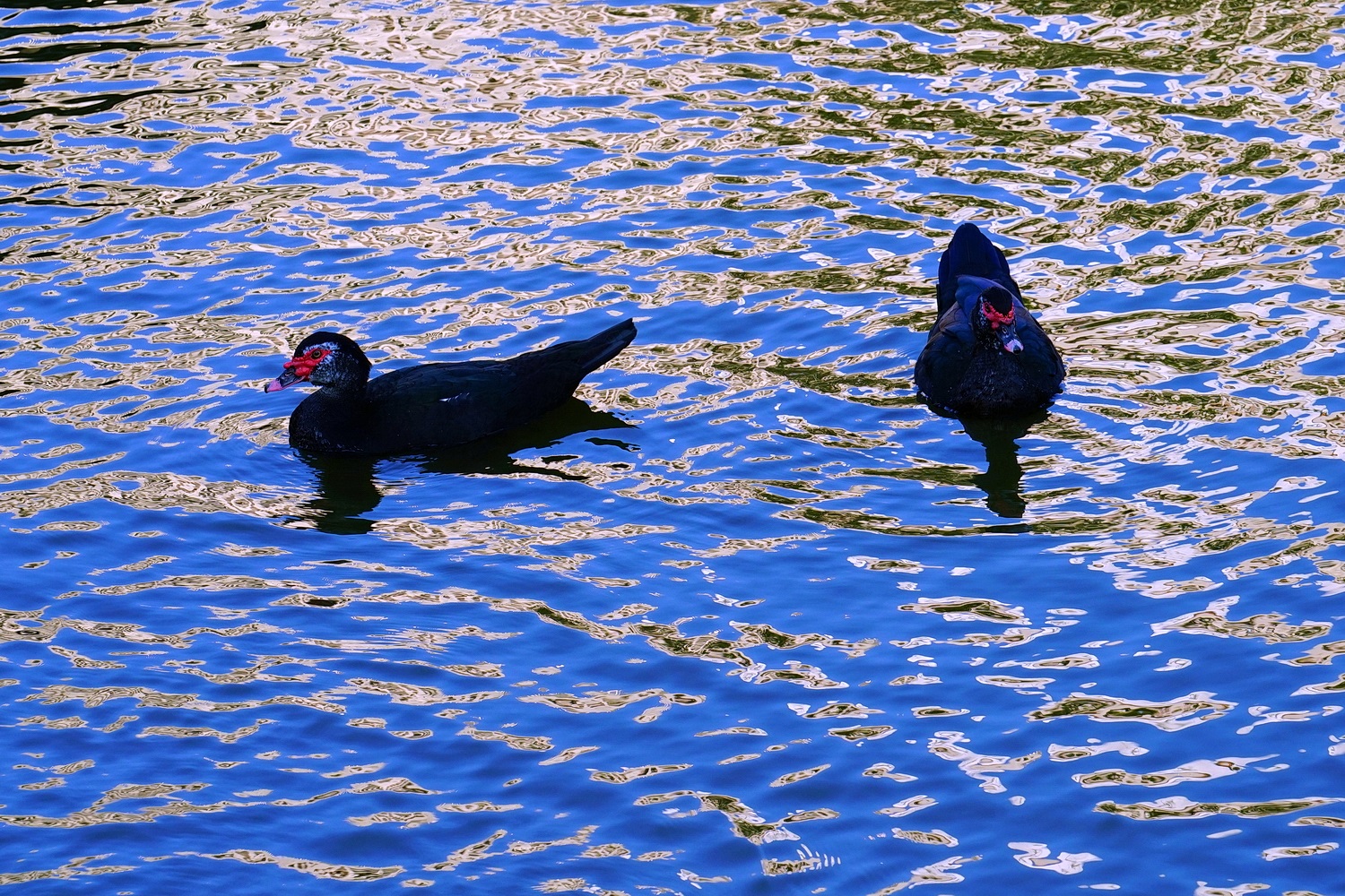 陳永鑑_悠遊水上20250126e.JPG
