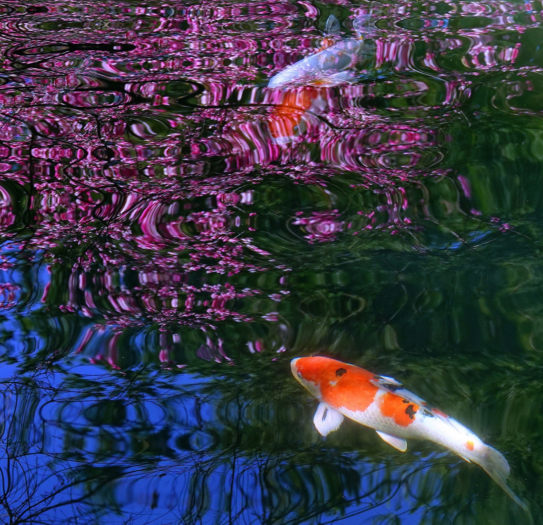 陳永鑑_錦鯉遊緃_20250130b.JPG