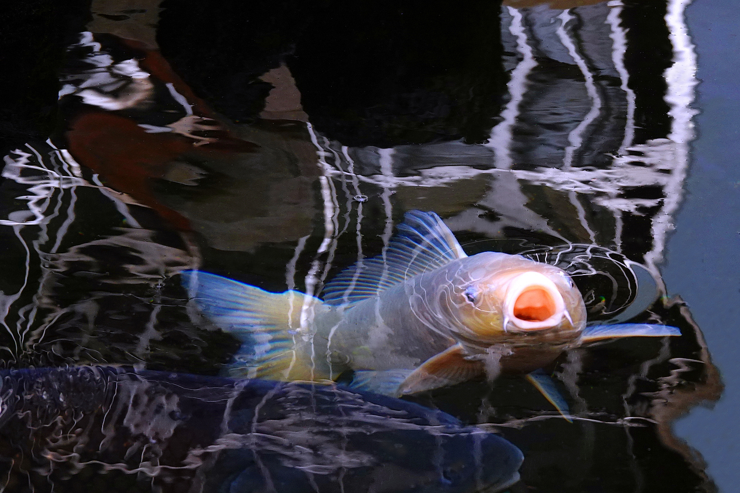 陳永鑑_錦鯉遊緃_20250128e.JPG