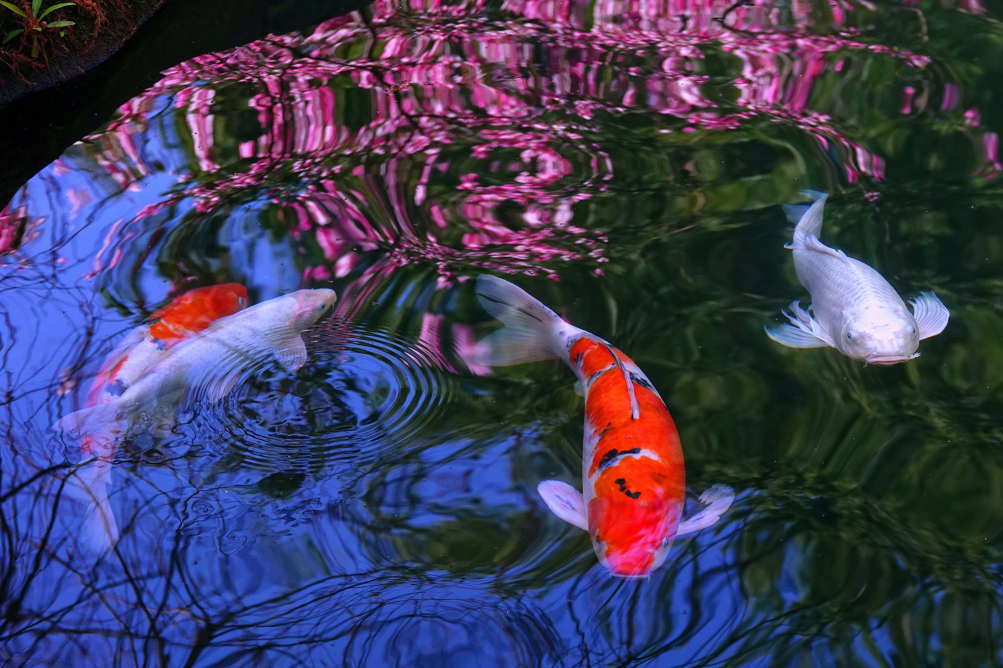 陳永鑑_錦鯉遊緃_20250130g.JPG
