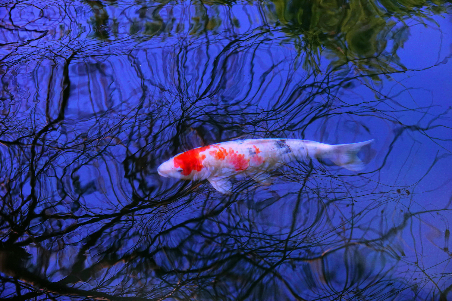 陳永鑑_錦鯉遊緃_20250130d.JPG