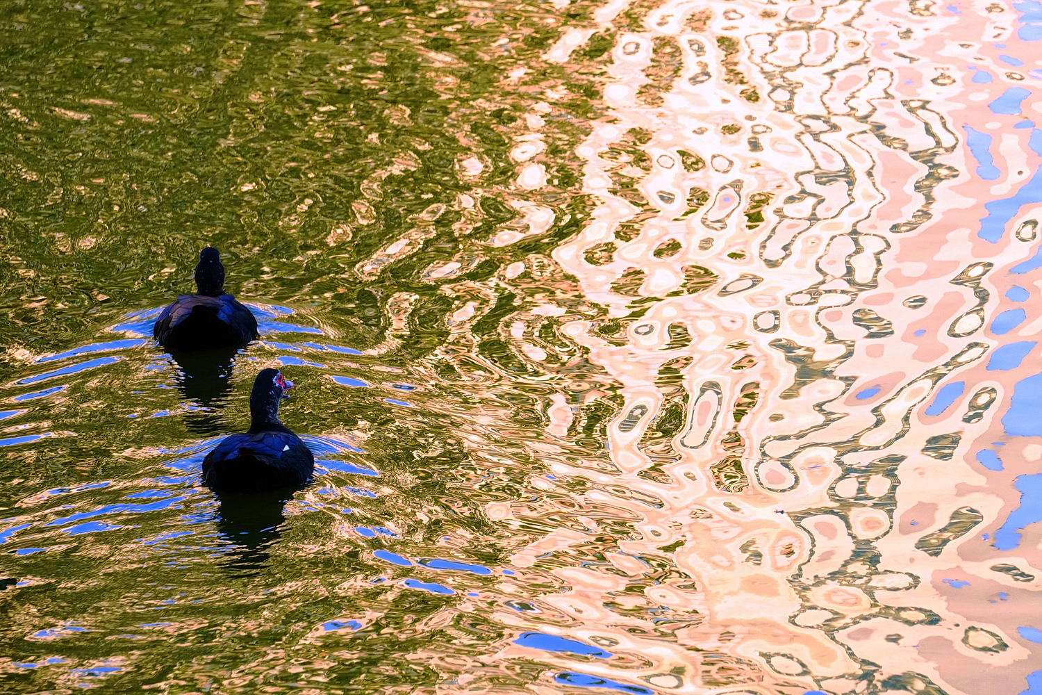 陳永鑑_悠遊水上20250202e.JPG