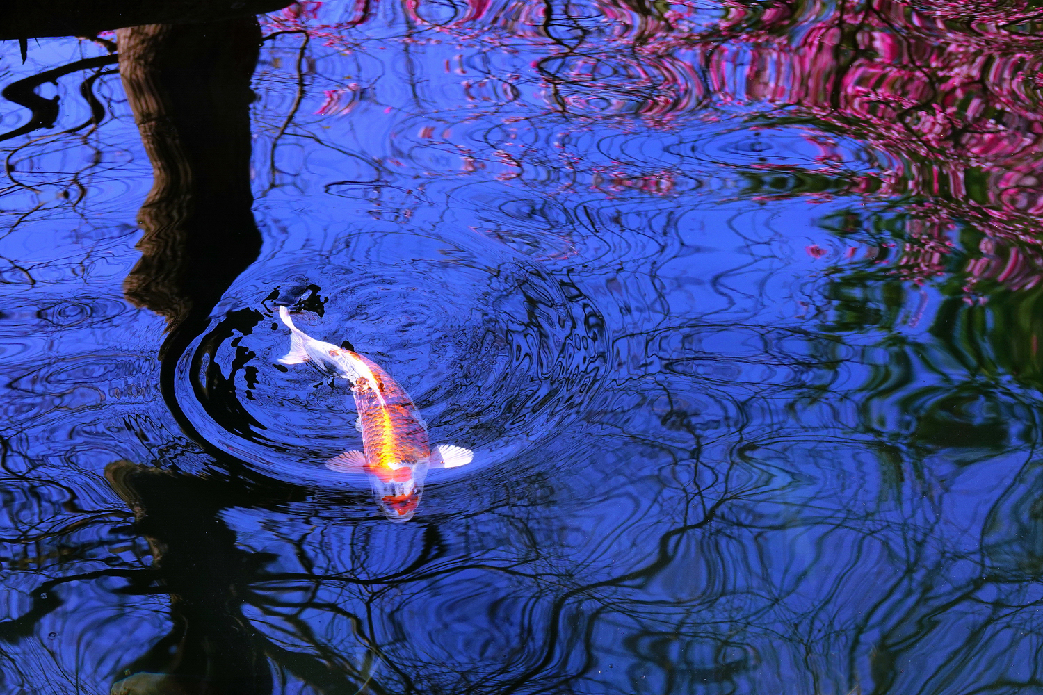 陳永鑑_錦鯉遊緃_20250203f.JPG