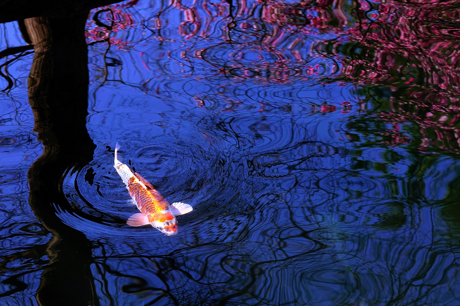 陳永鑑_錦鯉遊緃_20250203e.JPG