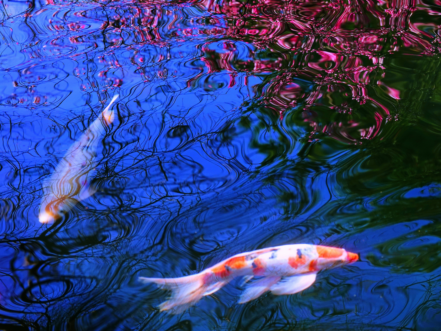 陳永鑑_錦鯉遊緃_20250203d.JPG