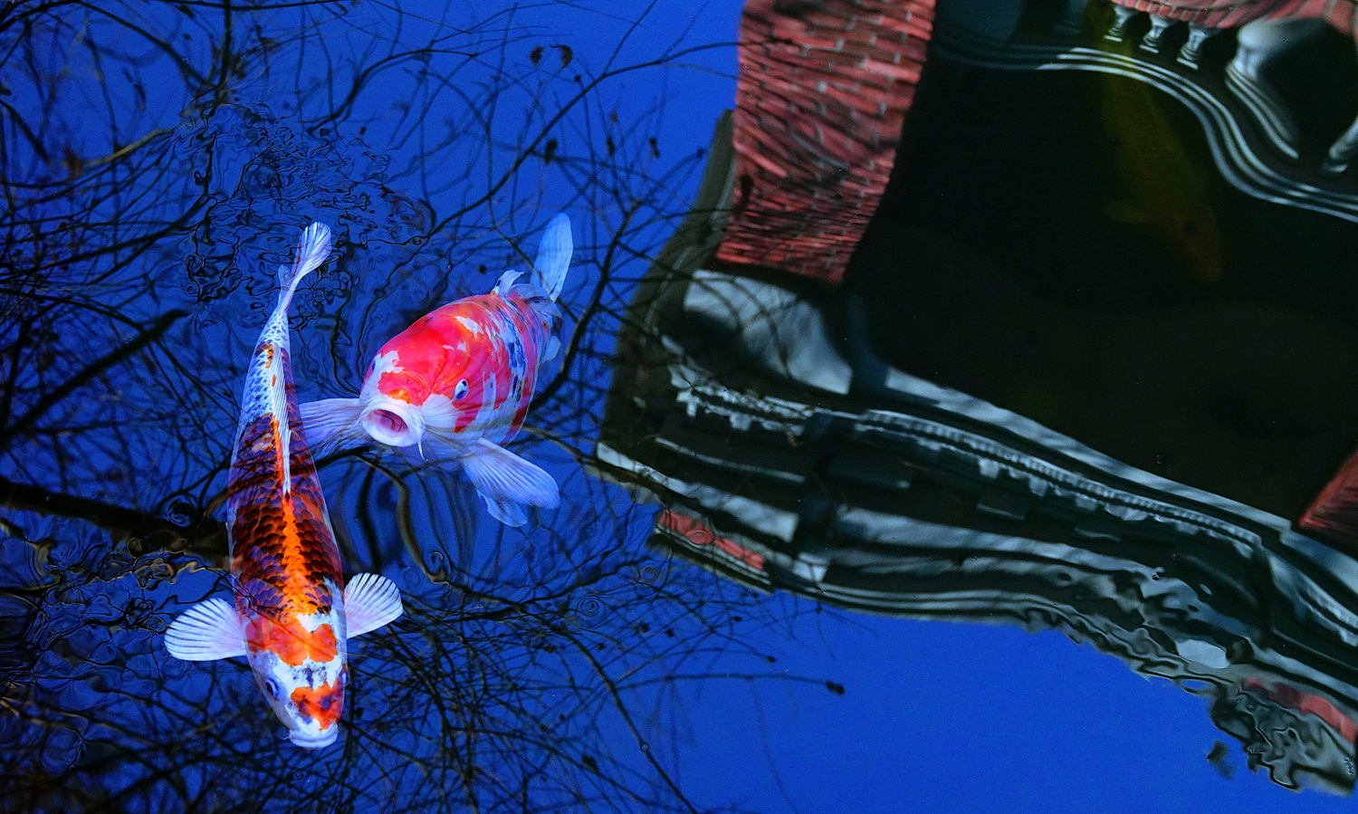 陳永鑑_錦鯉遊緃_20250207b.JPG