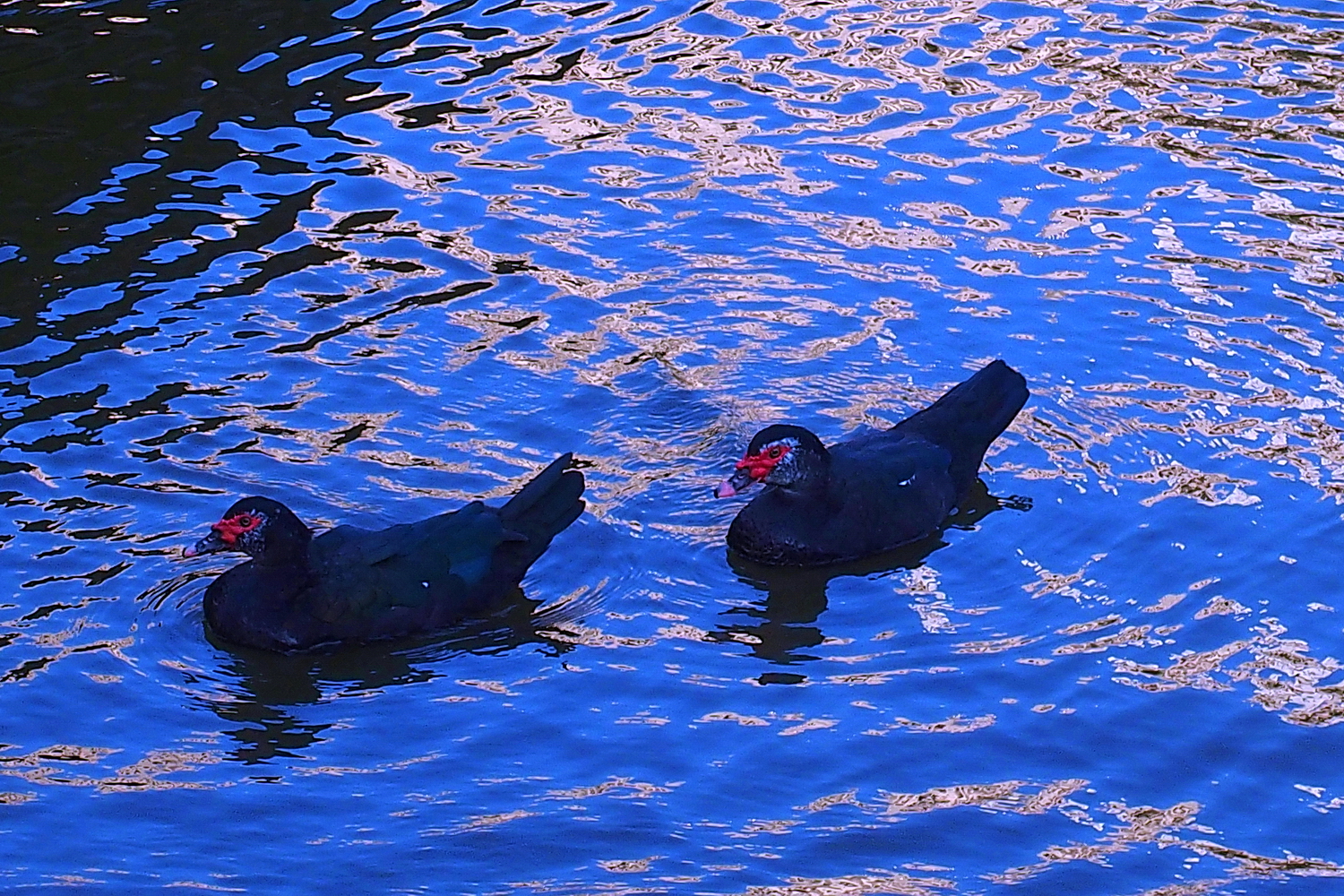 陳永鑑_悠遊水上20250208e.JPG