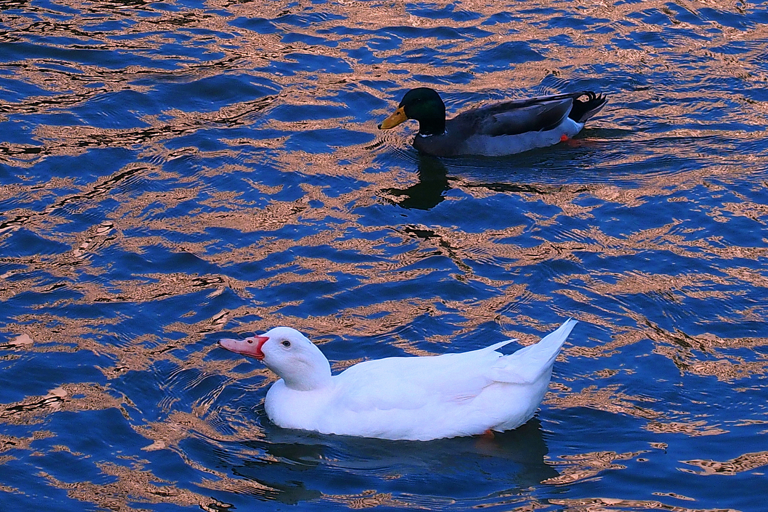 陳永鑑_悠遊水上20250208c.JPG