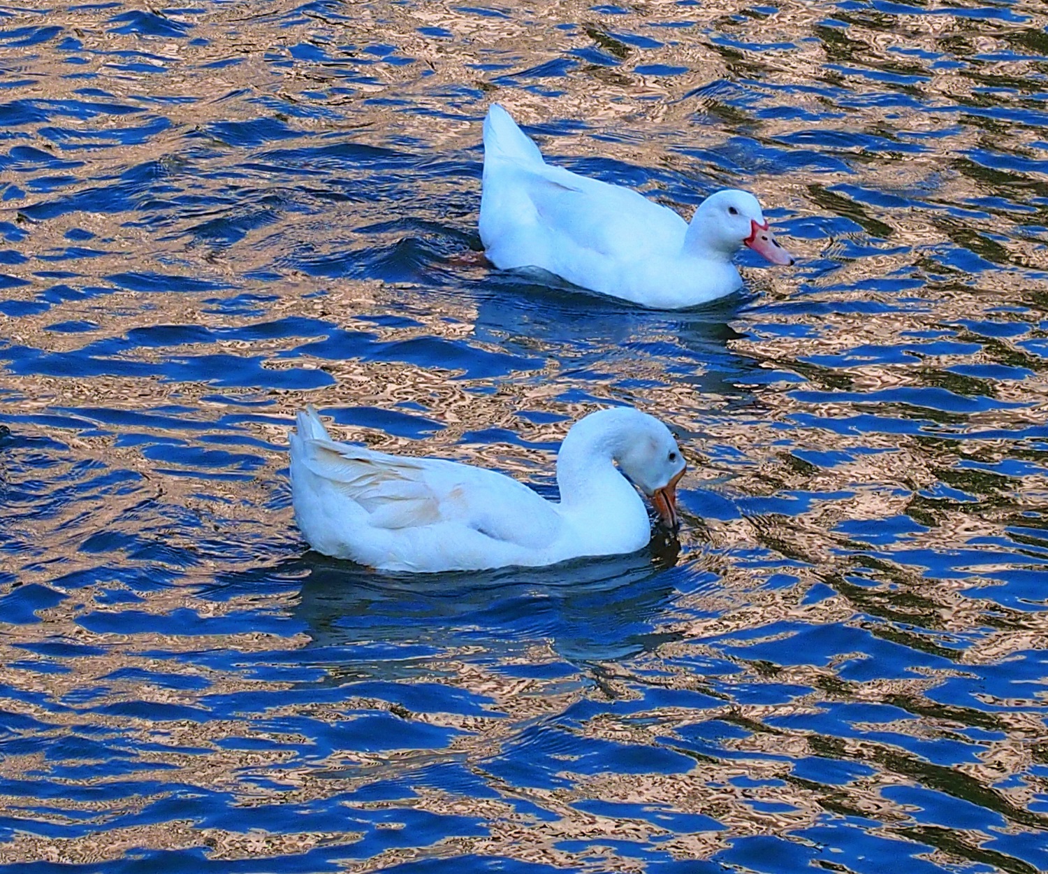 陳永鑑_悠遊水上20250208b.JPG