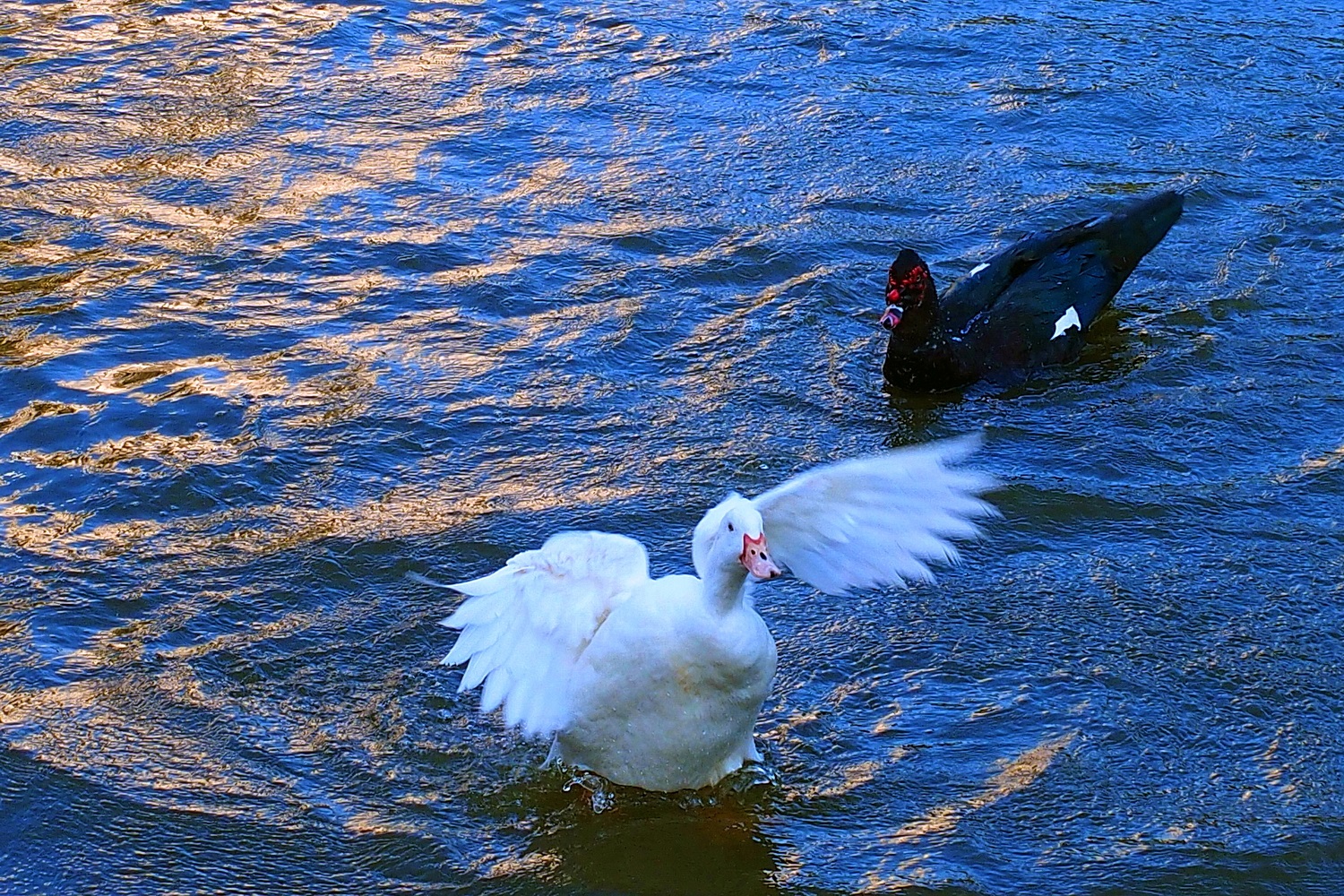 陳永鑑_悠遊水上20250208h.JPG